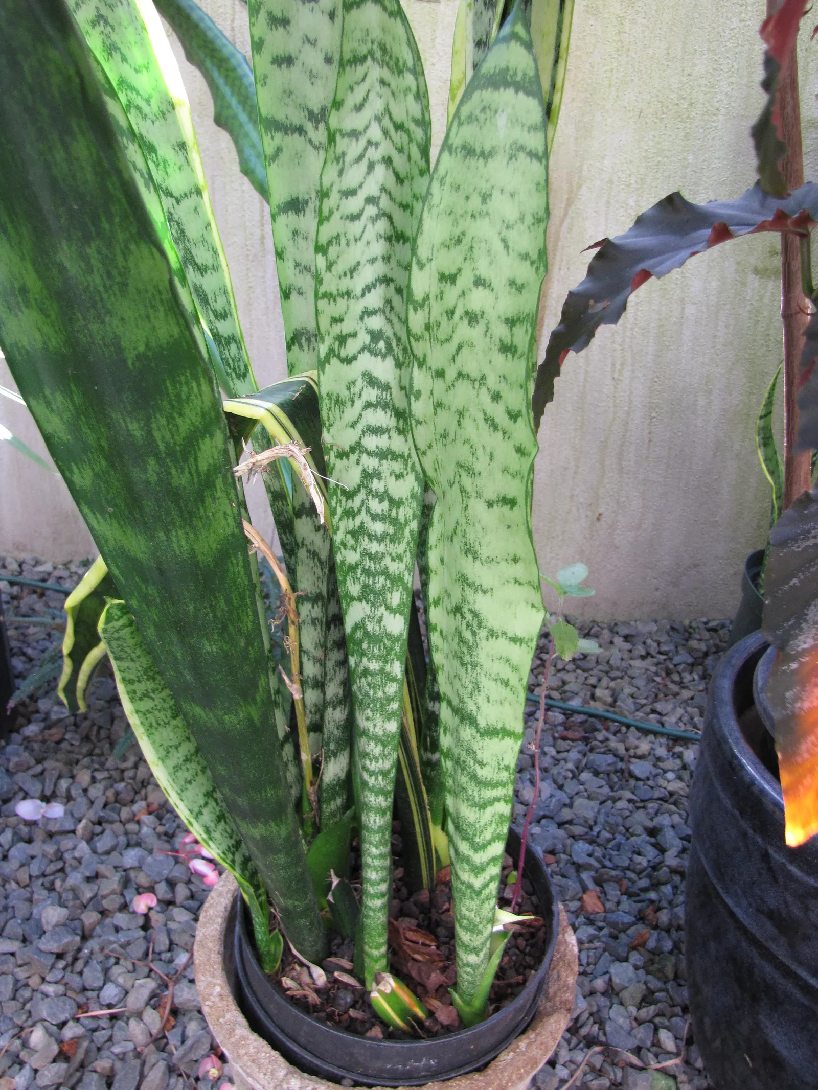 Variegated Snake Plant (Sansevieria Trifasciata) — by filtering out toxins such as formaldehyde and benzene