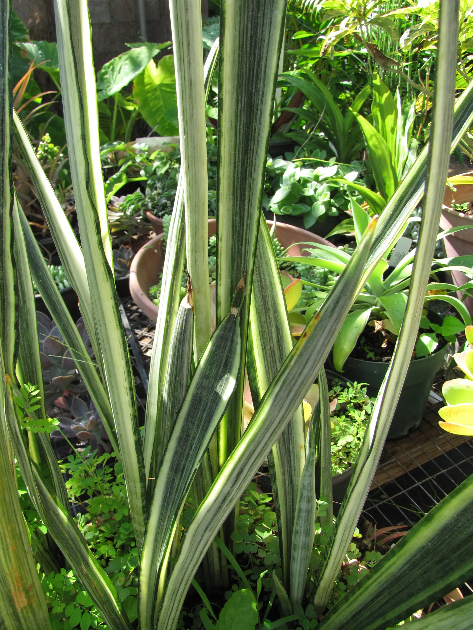 Variegated Snake Plant (Sansevieria Trifasciata) — Tolerant of a wide temperature range, it is a low-maintenance choice for any design; it is drought-resistant