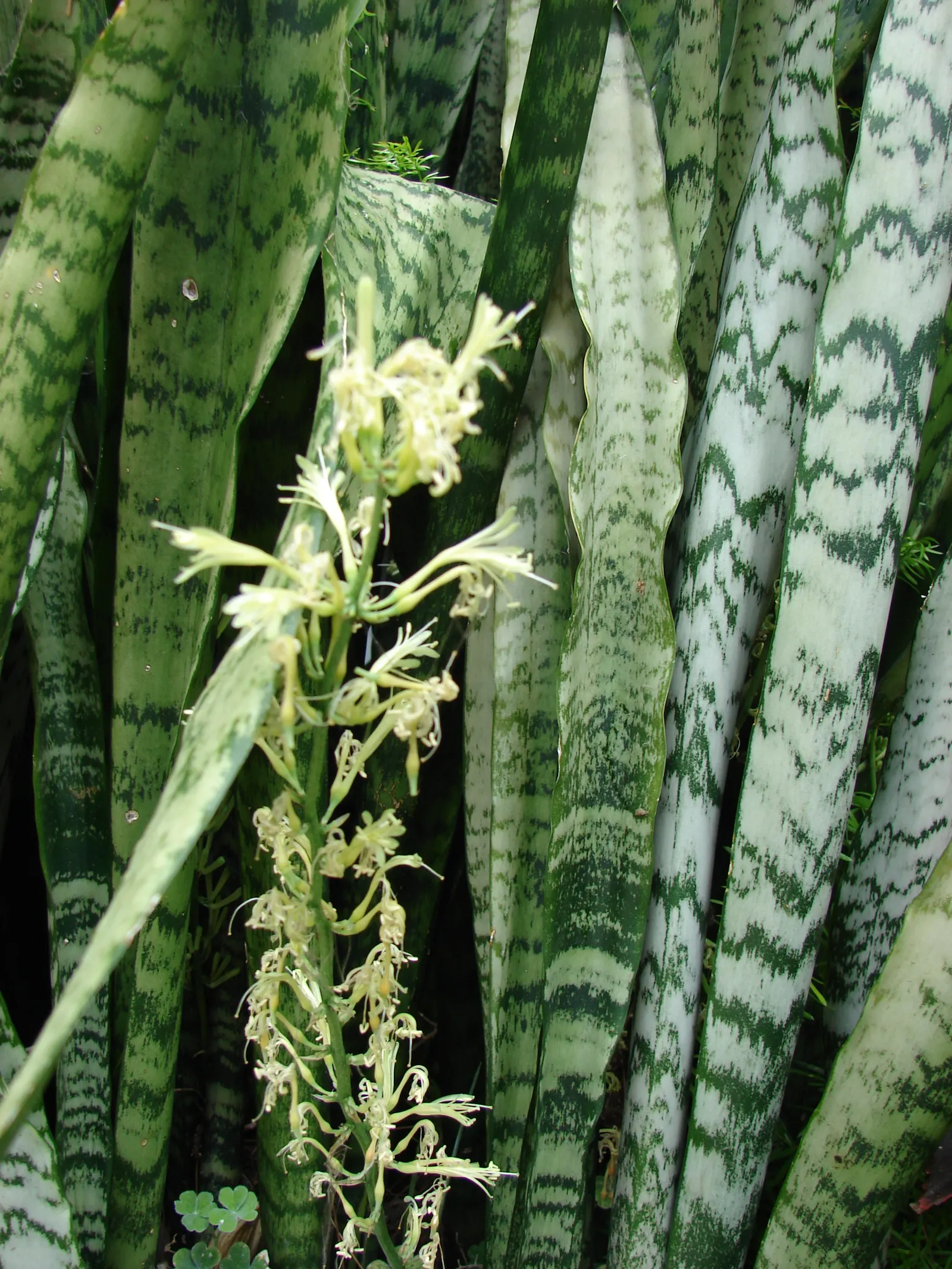 Variegated Snake Plant (Sansevieria Trifasciata) — thriving even when neglected