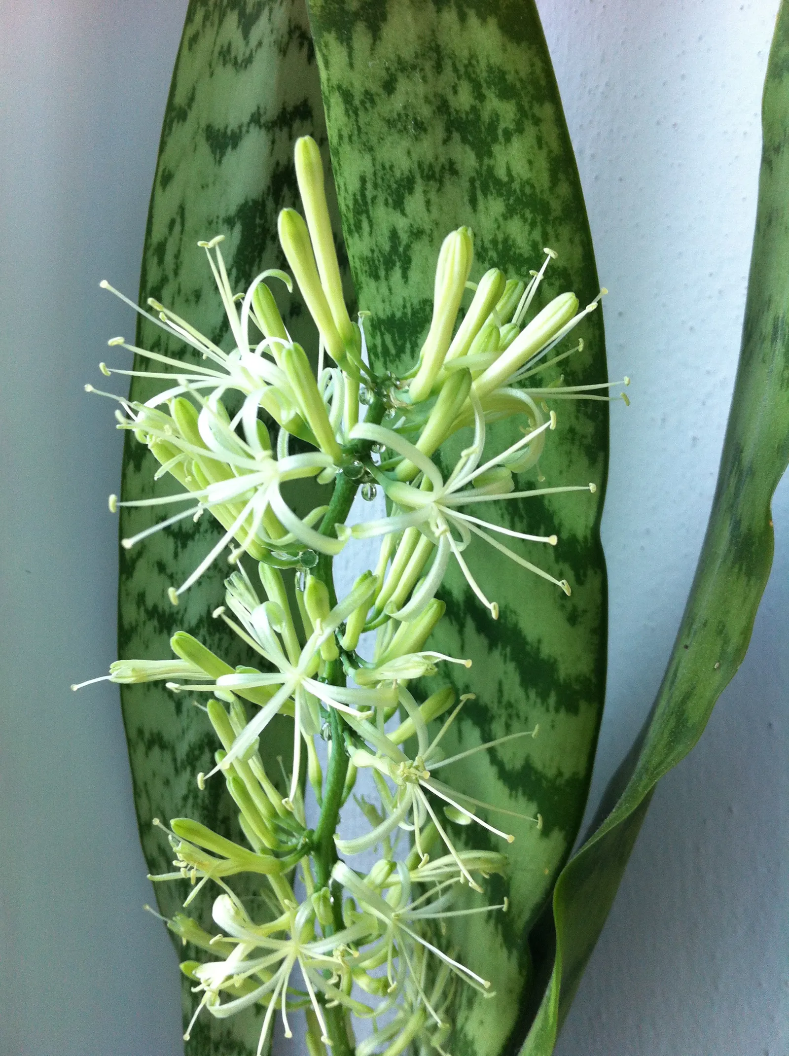 Variegated Snake Plant (Sansevieria Trifasciata) — sword-like leaves with vibrant yellow edges; sword-like leaves which can reach a height of roughly 2 to 3