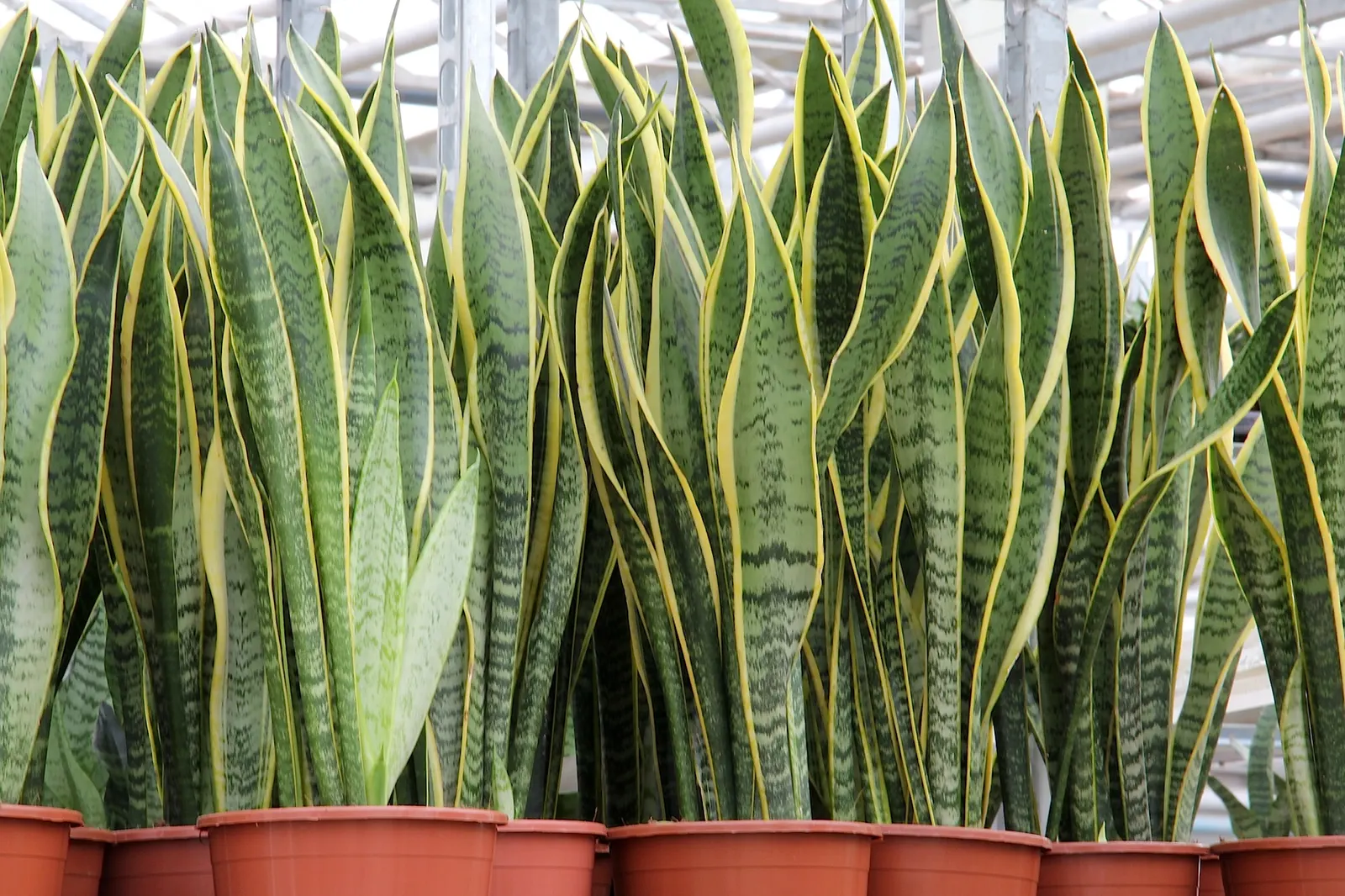 Variegated Snake Plant (Sansevieria Trifasciata) — it is characterized by its upright; tolerant of a wide temperature range, it is a, image 70