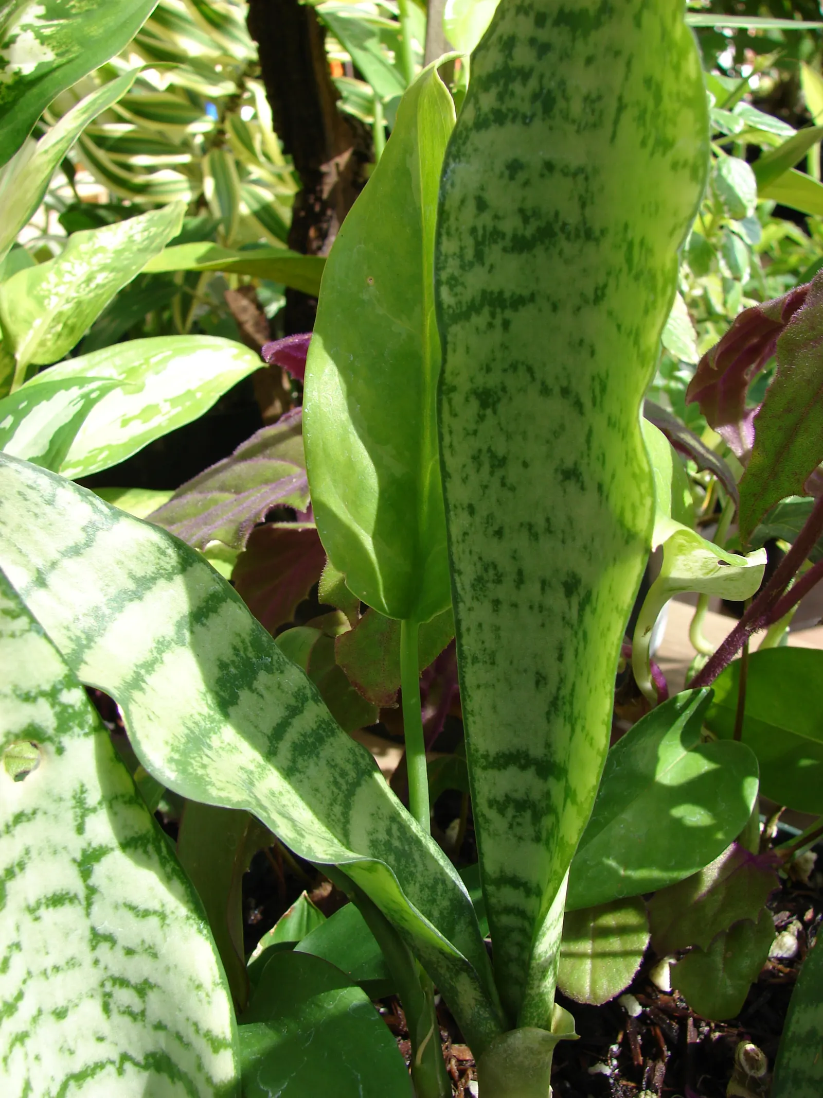 Variegated Snake Plant (Sansevieria Trifasciata) — it is characterized by its upright; tolerant of a wide temperature range, it is a, image 100