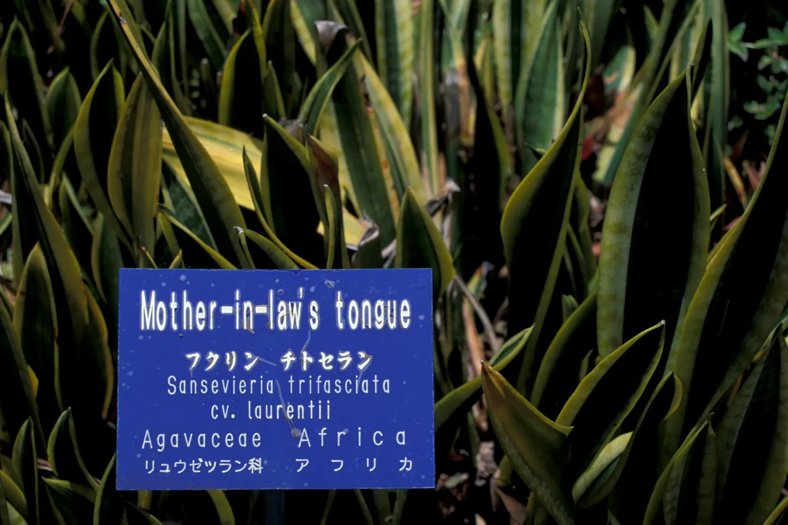 Variegated Snake Plant (Sansevieria Trifasciata) — making it ideal for xeriscaping