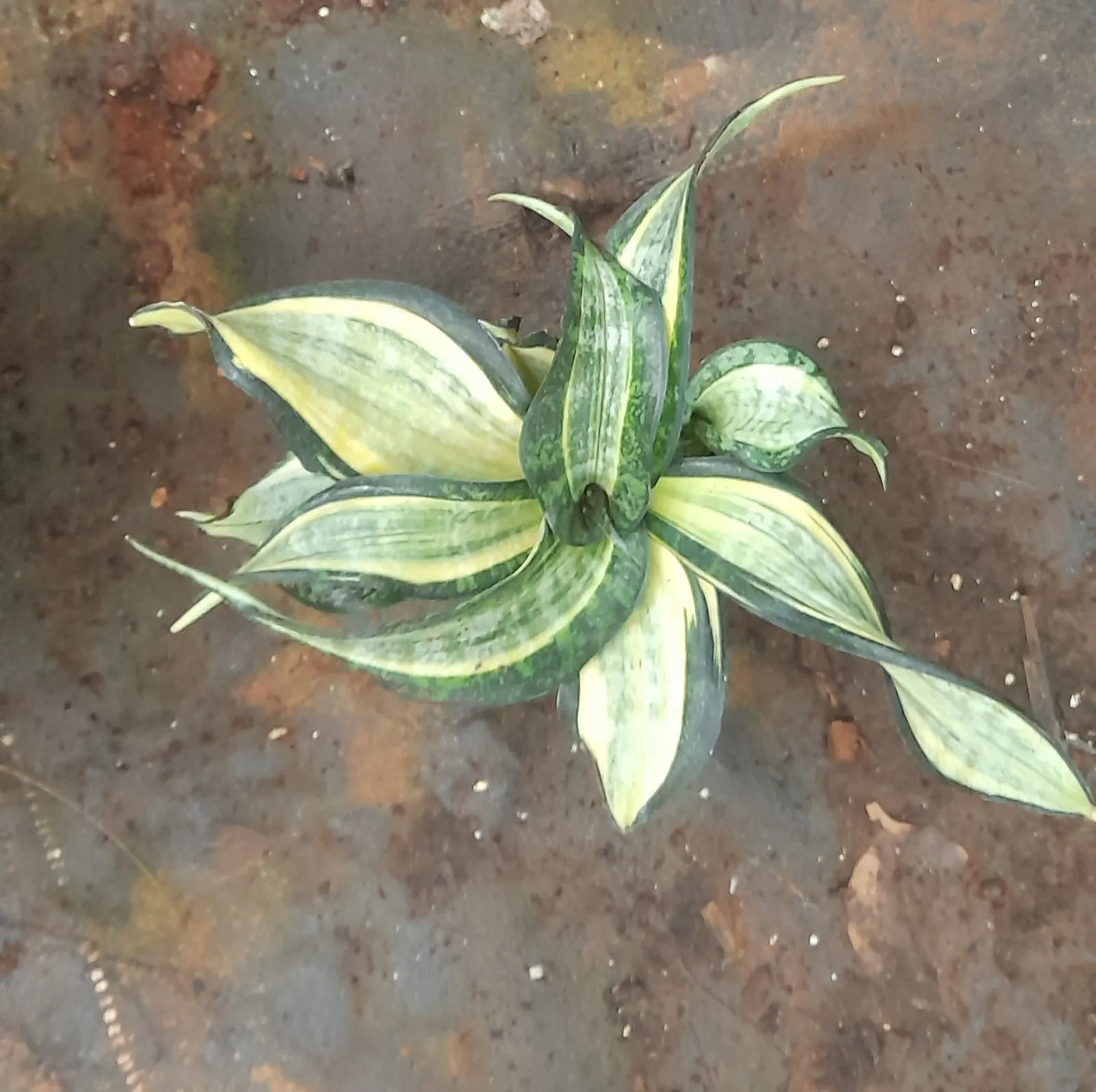 Variegated Snake Plant (Sansevieria Trifasciata) — making it versatile for different areas of the garden; typically reaching 2-3 feet in height, image 74