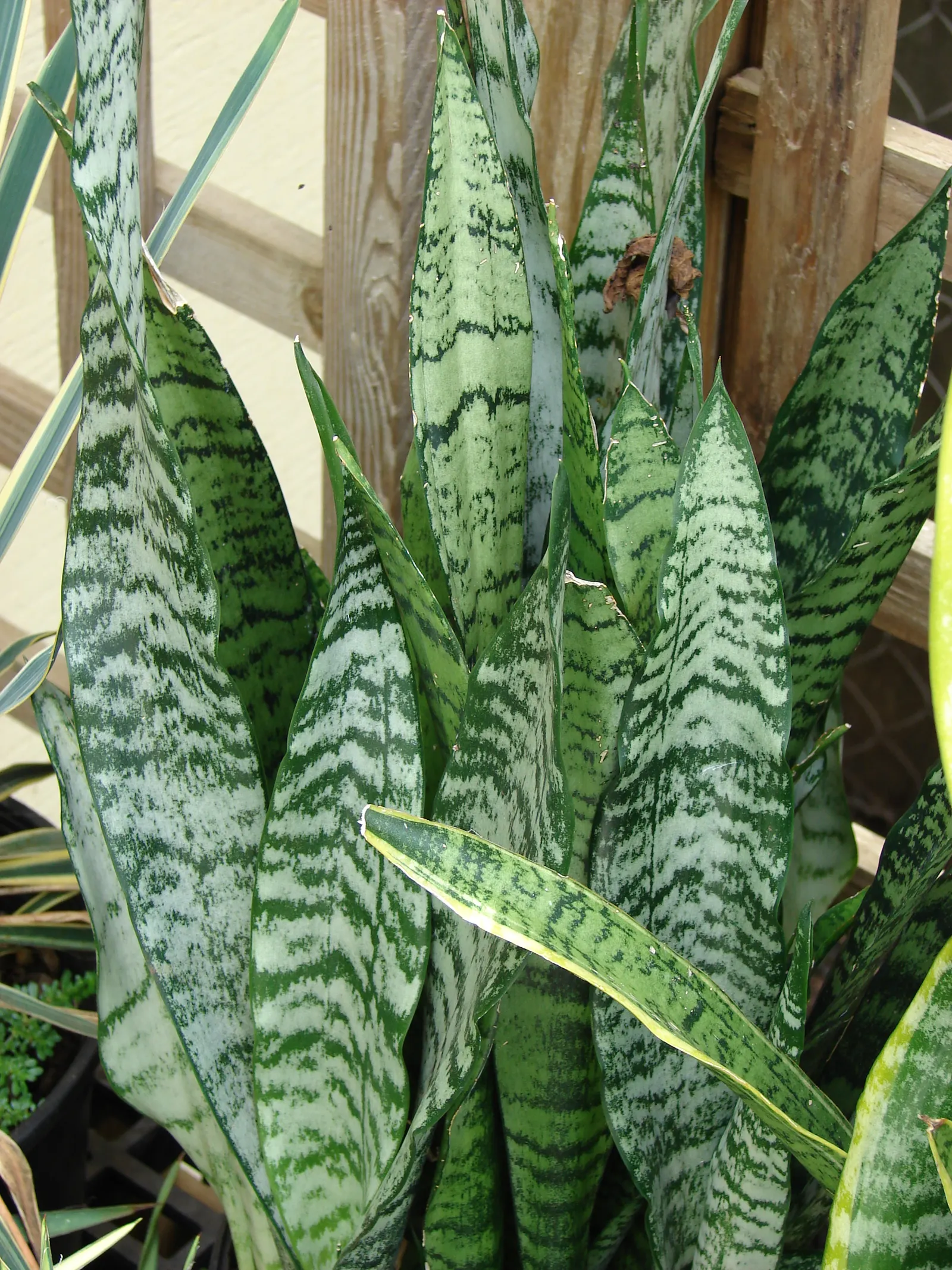 Variegated Snake Plant (Sansevieria Trifasciata) — Sansevieria trifasciata 'Laurentii' becomes not just an element of the landscape but a compelling focal point
