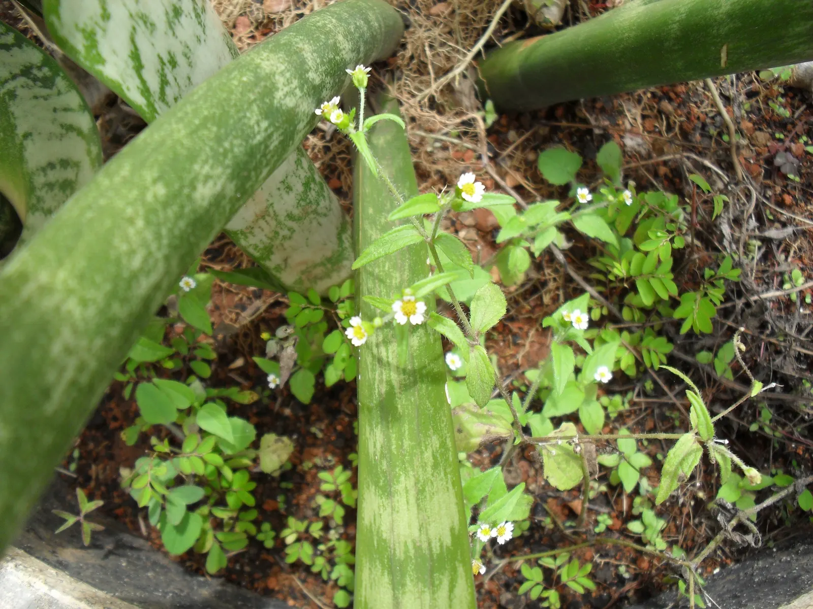 Variegated Snake Plant (Sansevieria Trifasciata) — perennial / succulent for full or half or shade; fulfilling a dual role as both an interior and exterior