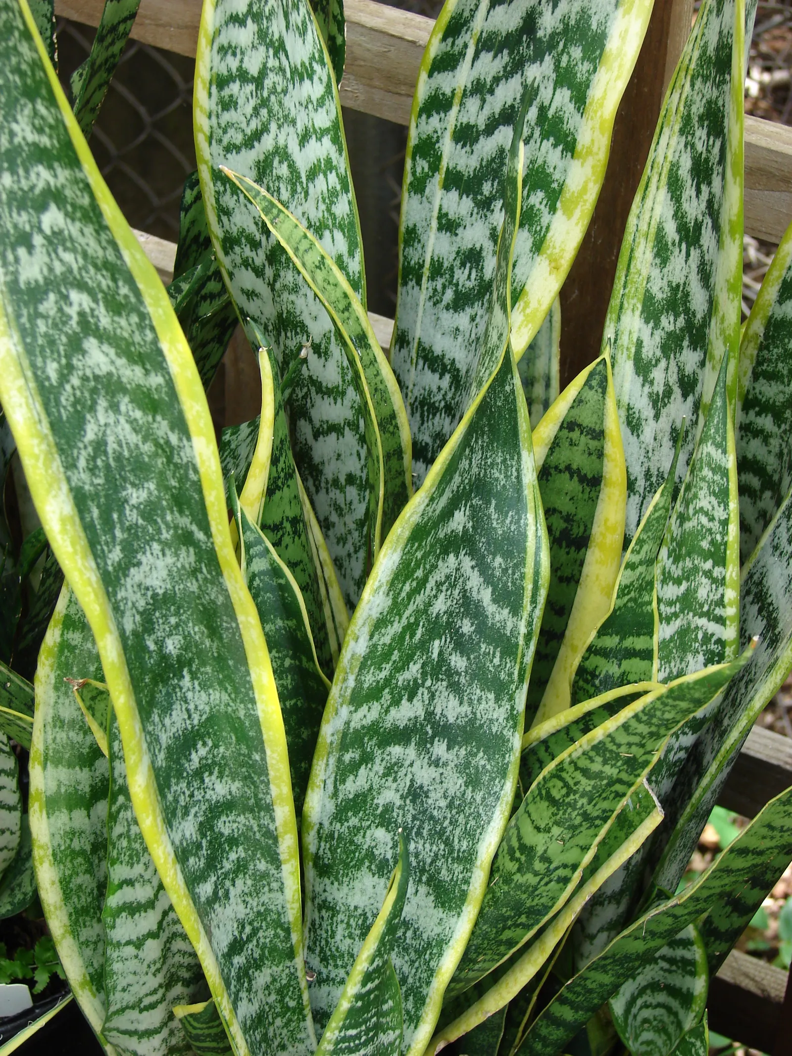 Variegated Snake Plant (Sansevieria Trifasciata) — Typically reaching 2-3 feet in height; sword-like leaves with vibrant yellow edges, image 95