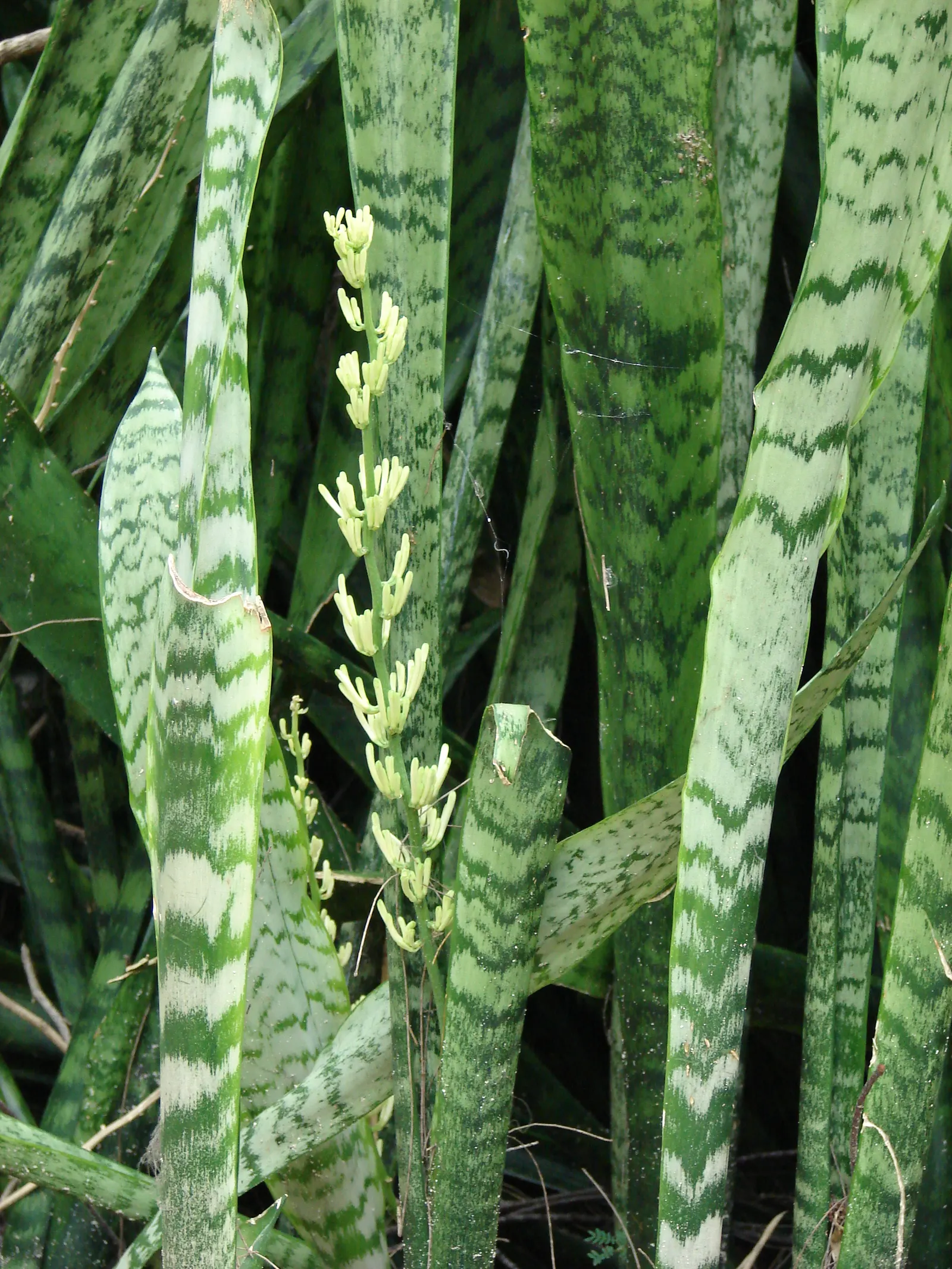 Variegated Snake Plant (Sansevieria Trifasciata) — Variegated Snake Plant (Sansevieria trifasciata 'Laurentii'); making it ideal for xeriscaping, image 61