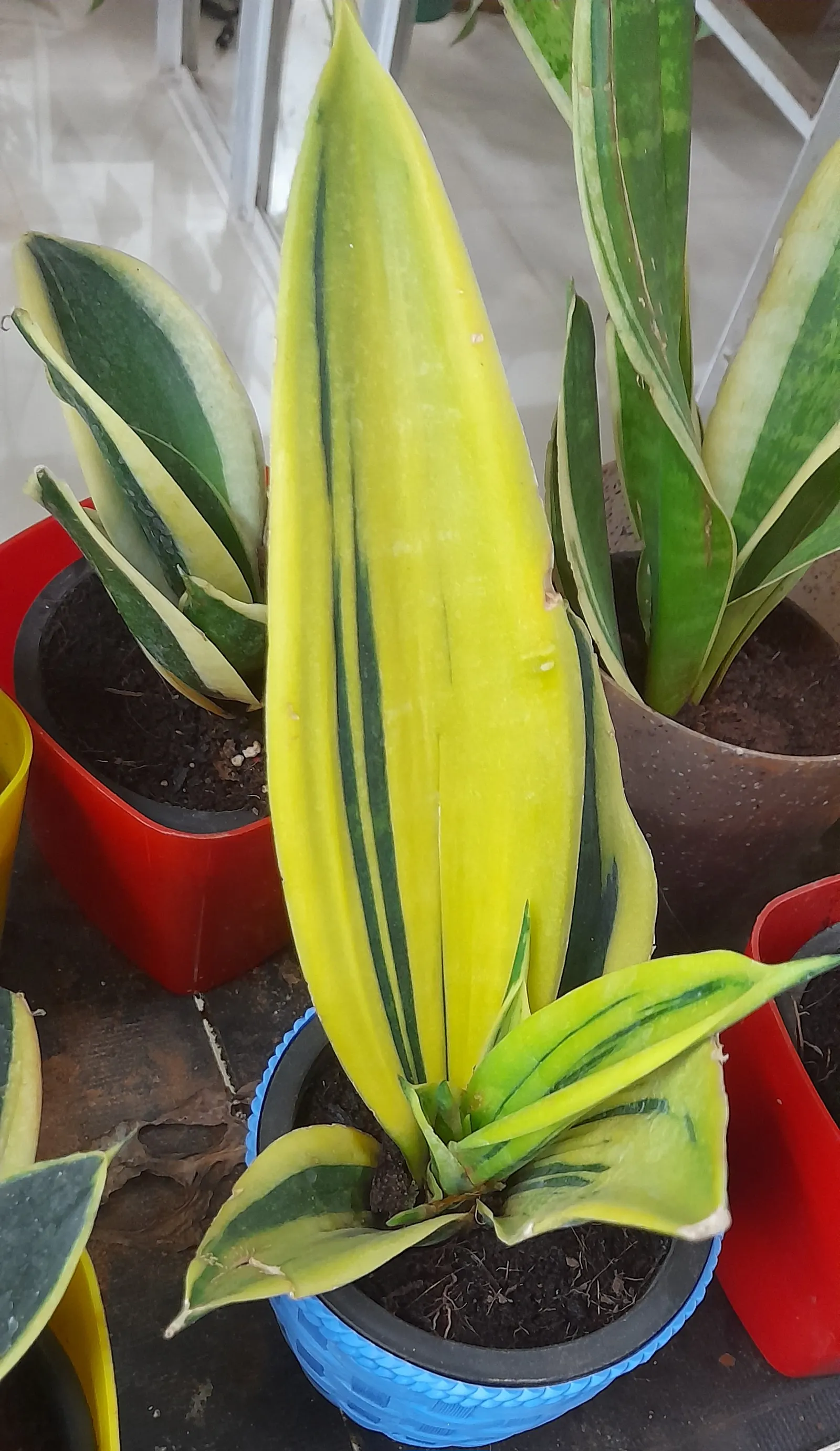 Variegated Snake Plant (Sansevieria Trifasciata) — this plant adds vertical interest and air-purifying qualities to landscapes and indoor settings, image 96