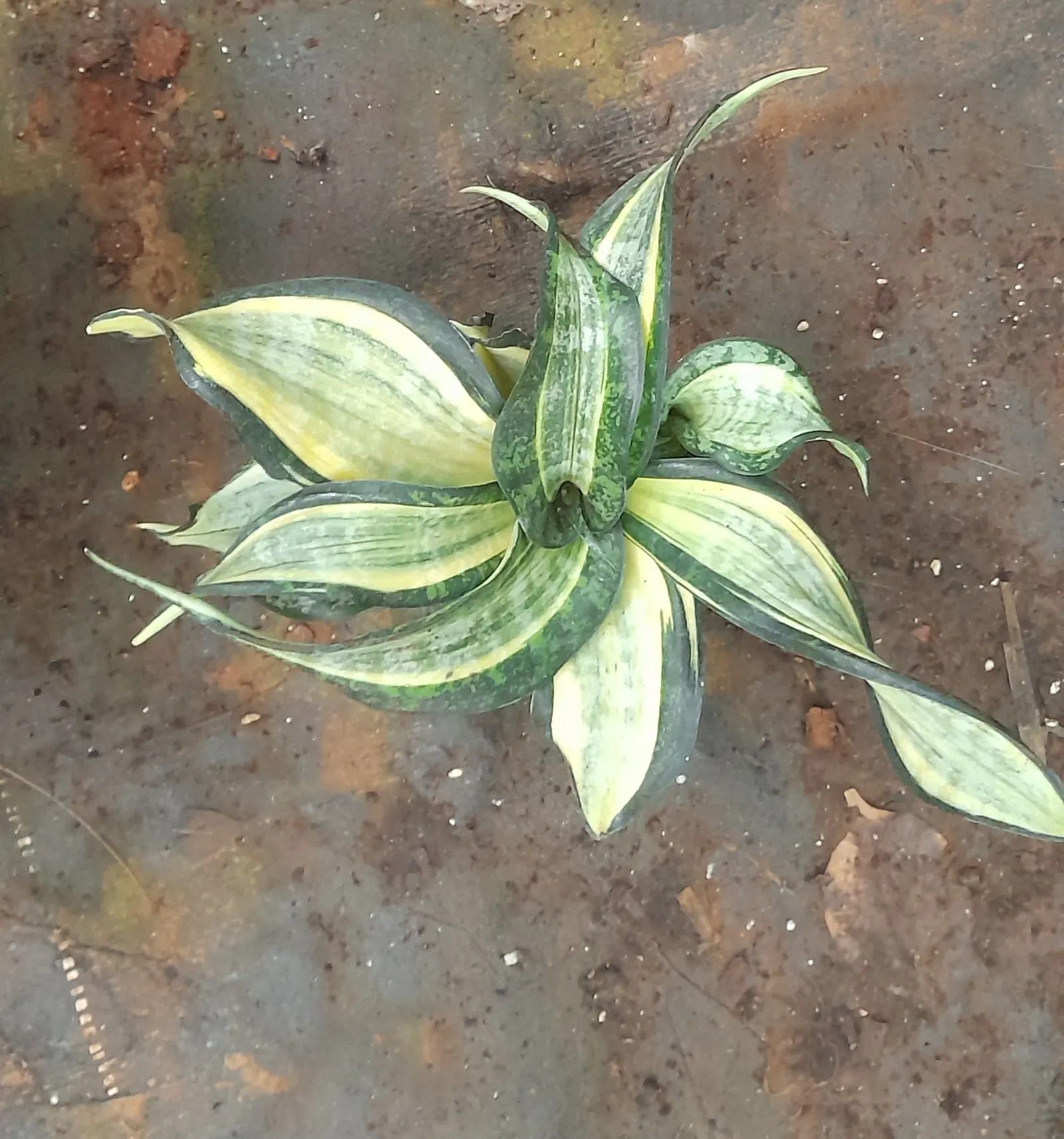 Variegated Snake Plant (Sansevieria Trifasciata) — The foliage brandishes a pattern of dark green centers bounded by light yellow to cream margins, image 72