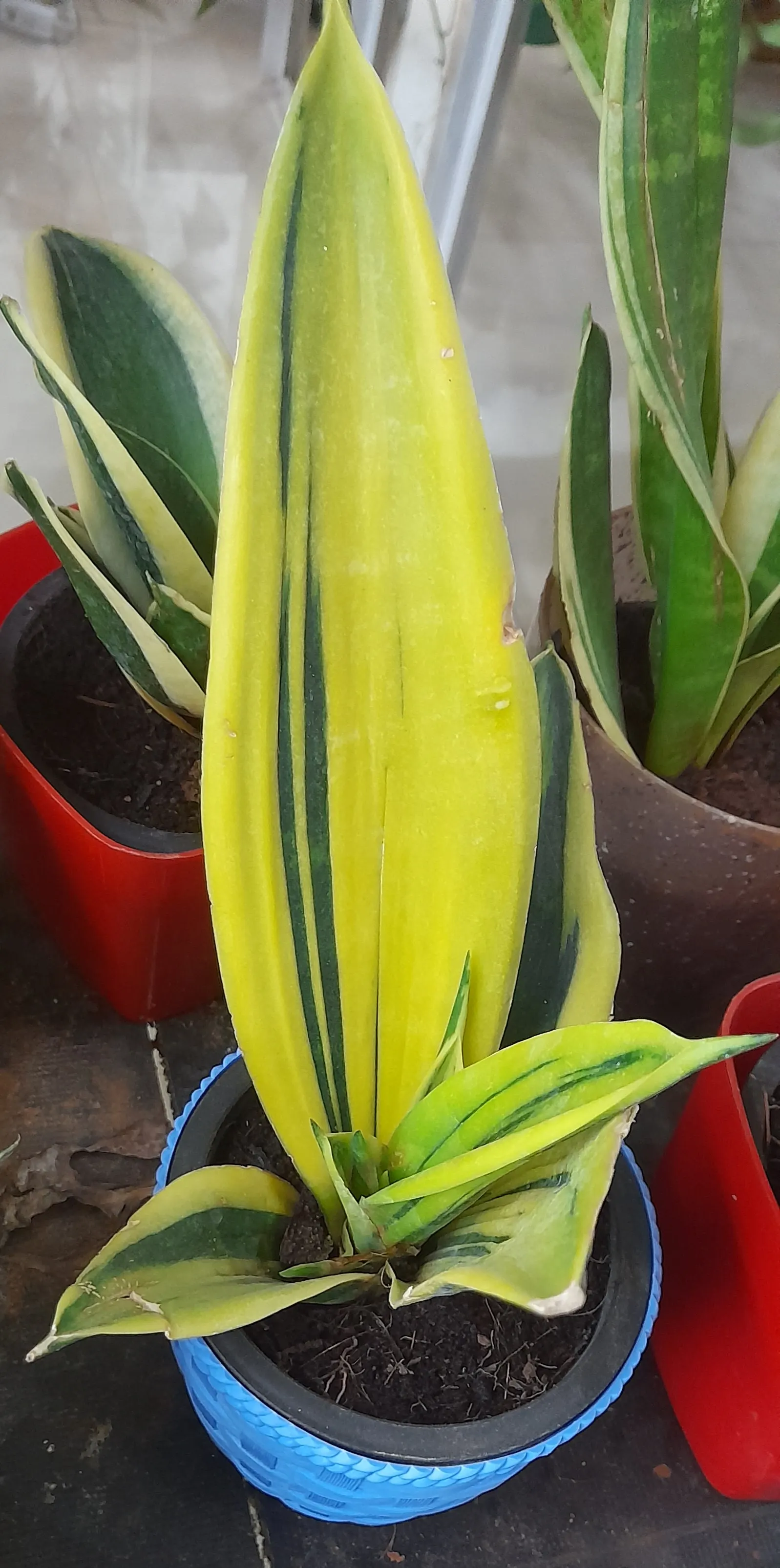 Variegated Snake Plant (Sansevieria Trifasciata) — the Variegated Snake Plant tolerates a range of light conditions from low to bright indirect, image 103