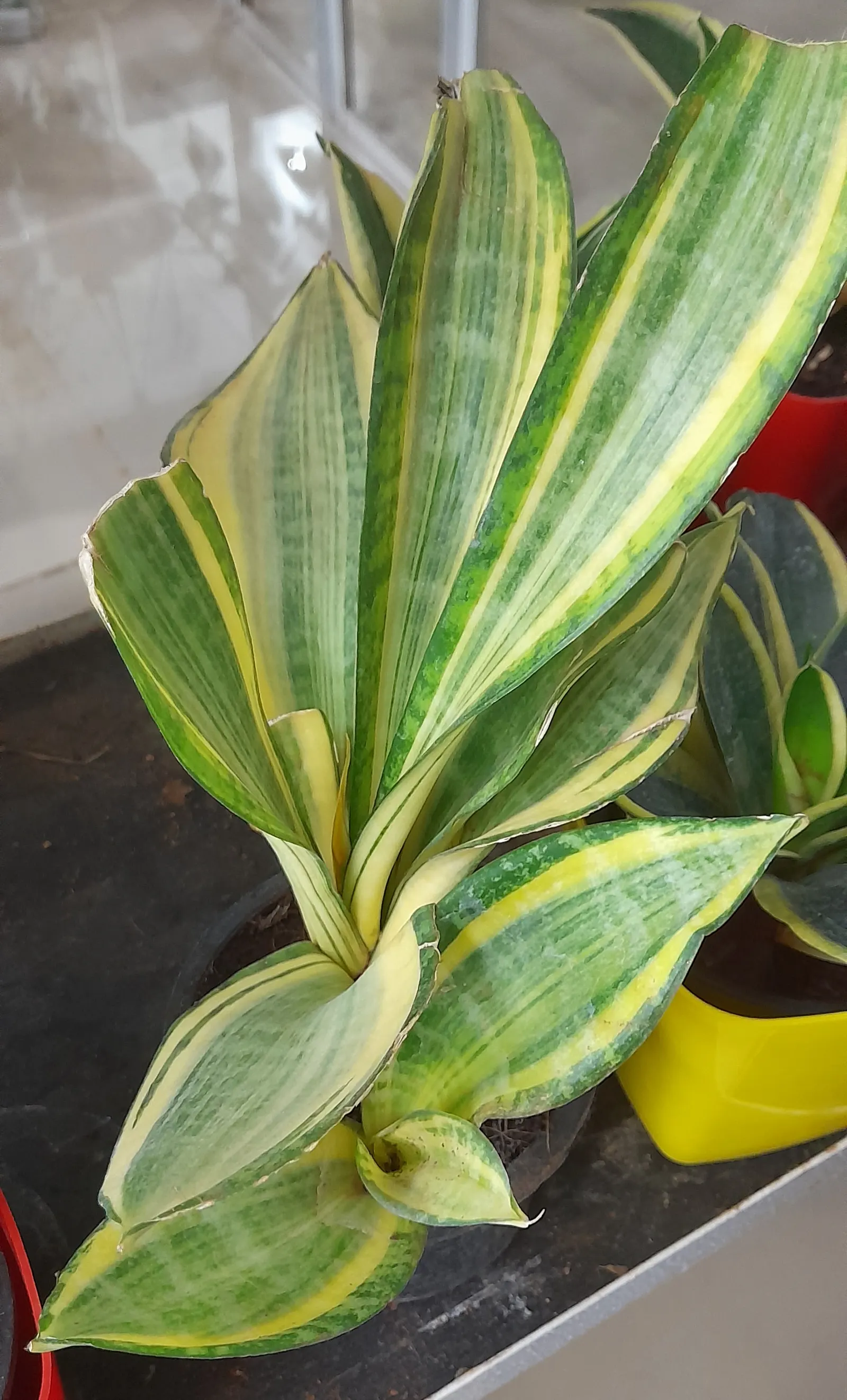 Variegated Snake Plant (Sansevieria Trifasciata) — Variegated Snake Plant (Sansevieria trifasciata 'Laurentii'); making it ideal for xeriscaping, image 91