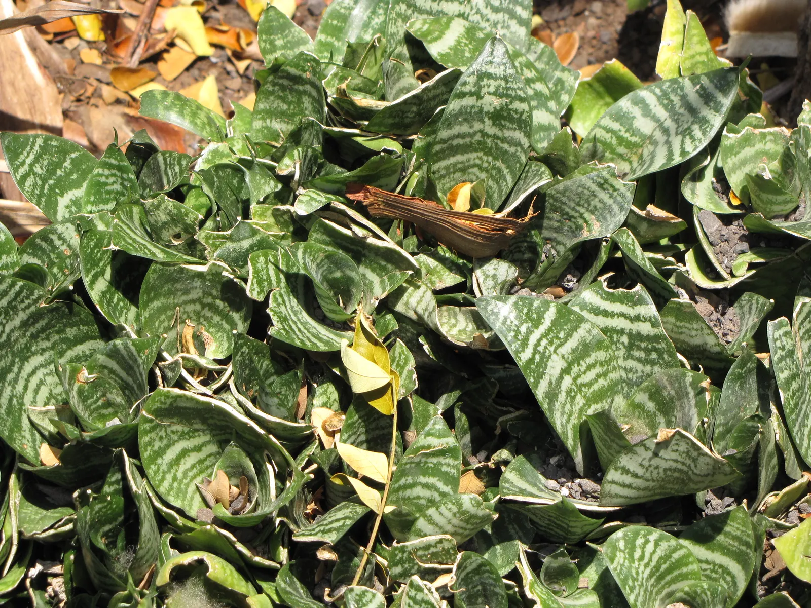 Variegated Snake Plant (Sansevieria Trifasciata) — enhancing the environment's quality; architectural clusters or as a solitary specimen to, image 81