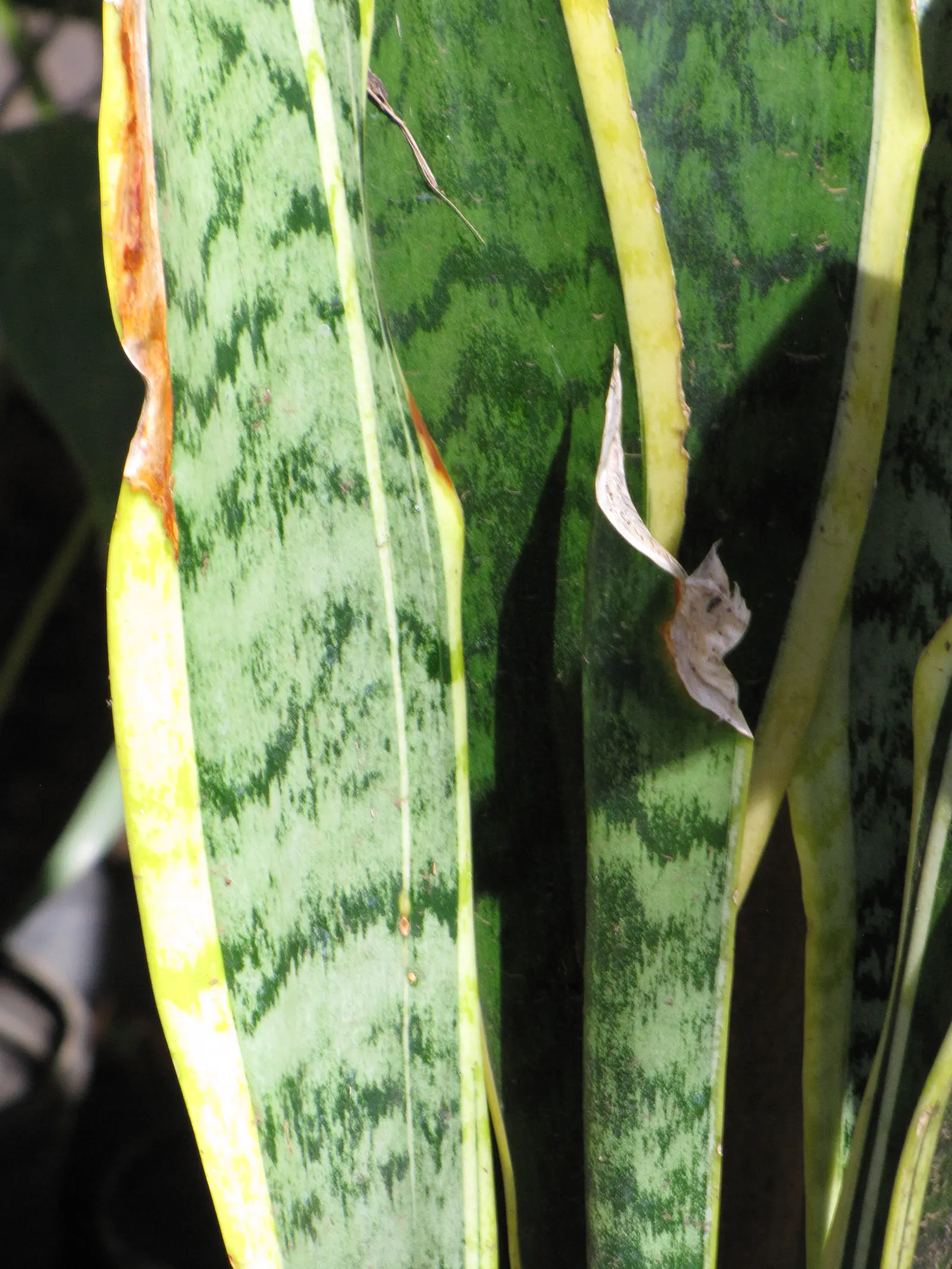 Variegated Snake Plant (Sansevieria Trifasciata) — it thrives in indirect sunlight and prefers dry conditions; thus perfect for a client seeking a, image 93