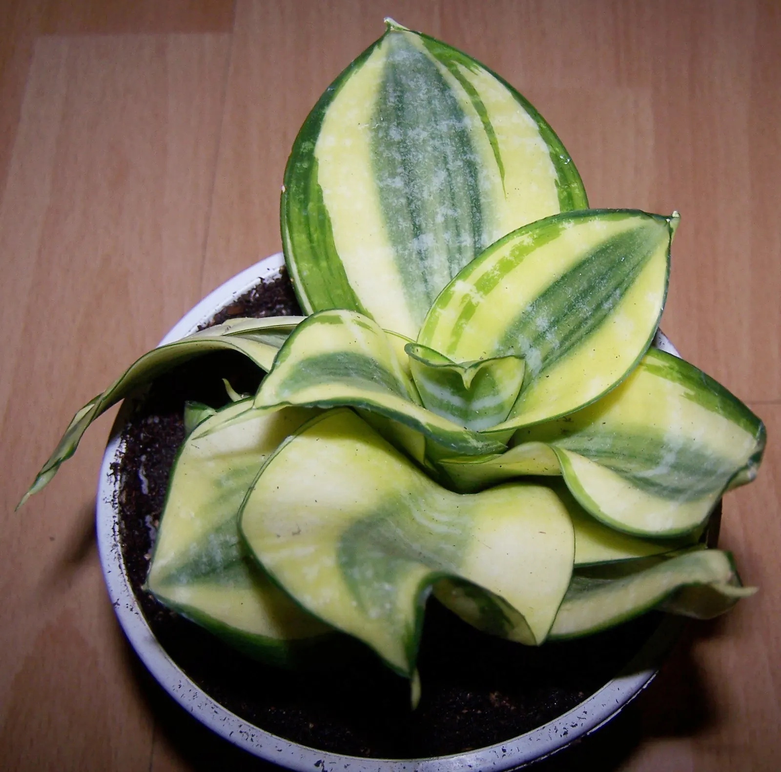Variegated Snake Plant (Sansevieria Trifasciata) — as it prefers temperatures between 55&deg;F and 85&deg;F; sansevieria trifasciata 'Laurentii' becomes not