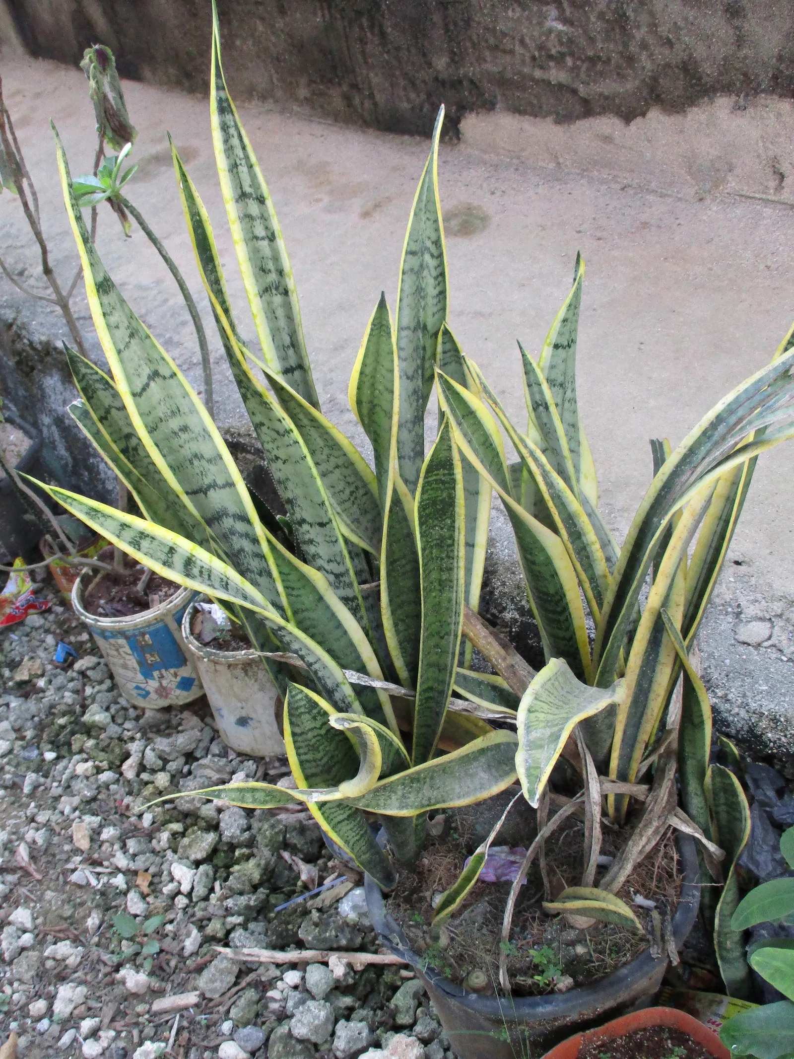Variegated Snake Plant (Sansevieria Trifasciata) — making it ideal for xeriscaping; it can be potted in containers that can be moved indoors during, image 94