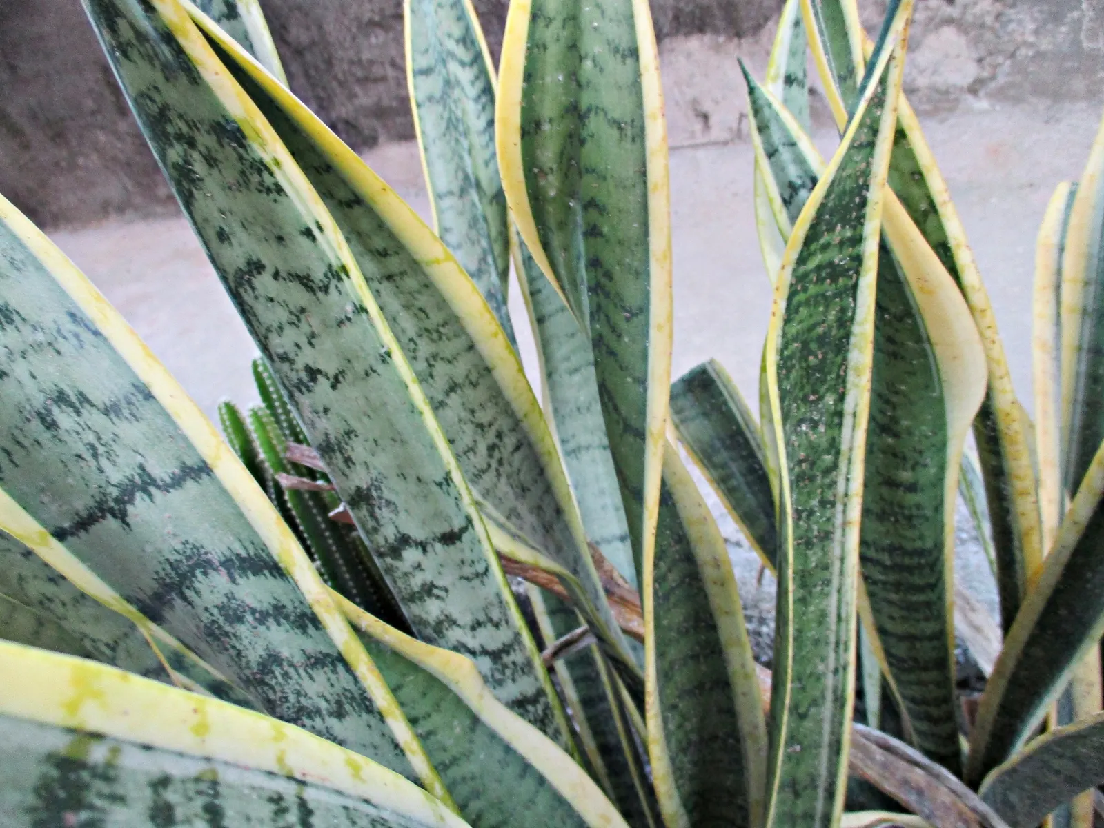 Variegated Snake Plant (Sansevieria Trifasciata) — fulfilling a dual role as both an interior and exterior plant; this plant adds vertical interest, image 87