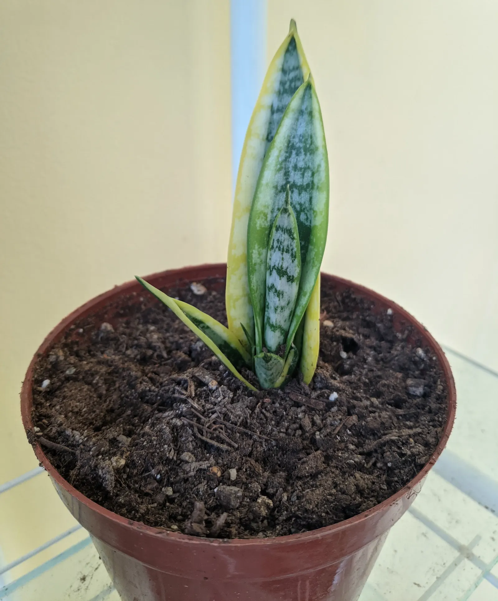 Variegated Snake Plant (Sansevieria Trifasciata) — it contributes to air purification; it is characterized by its upright, image 79