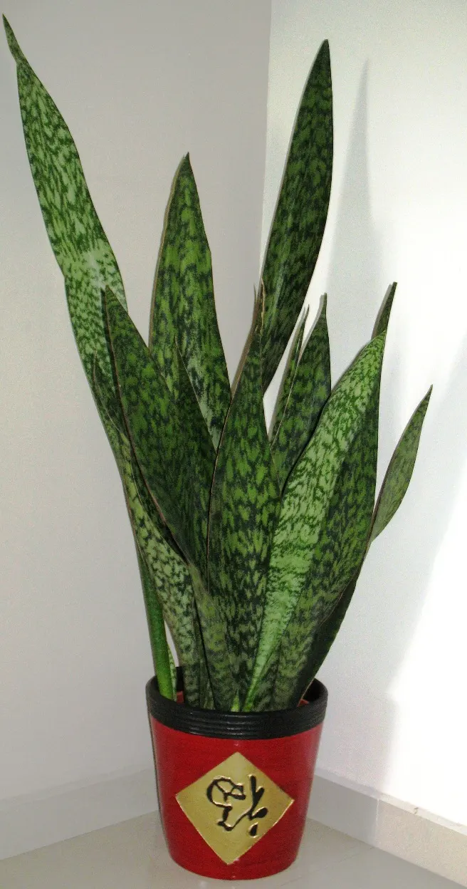Variegated Snake Plant (Sansevieria Trifasciata) — Typically reaching 2-3 feet in height