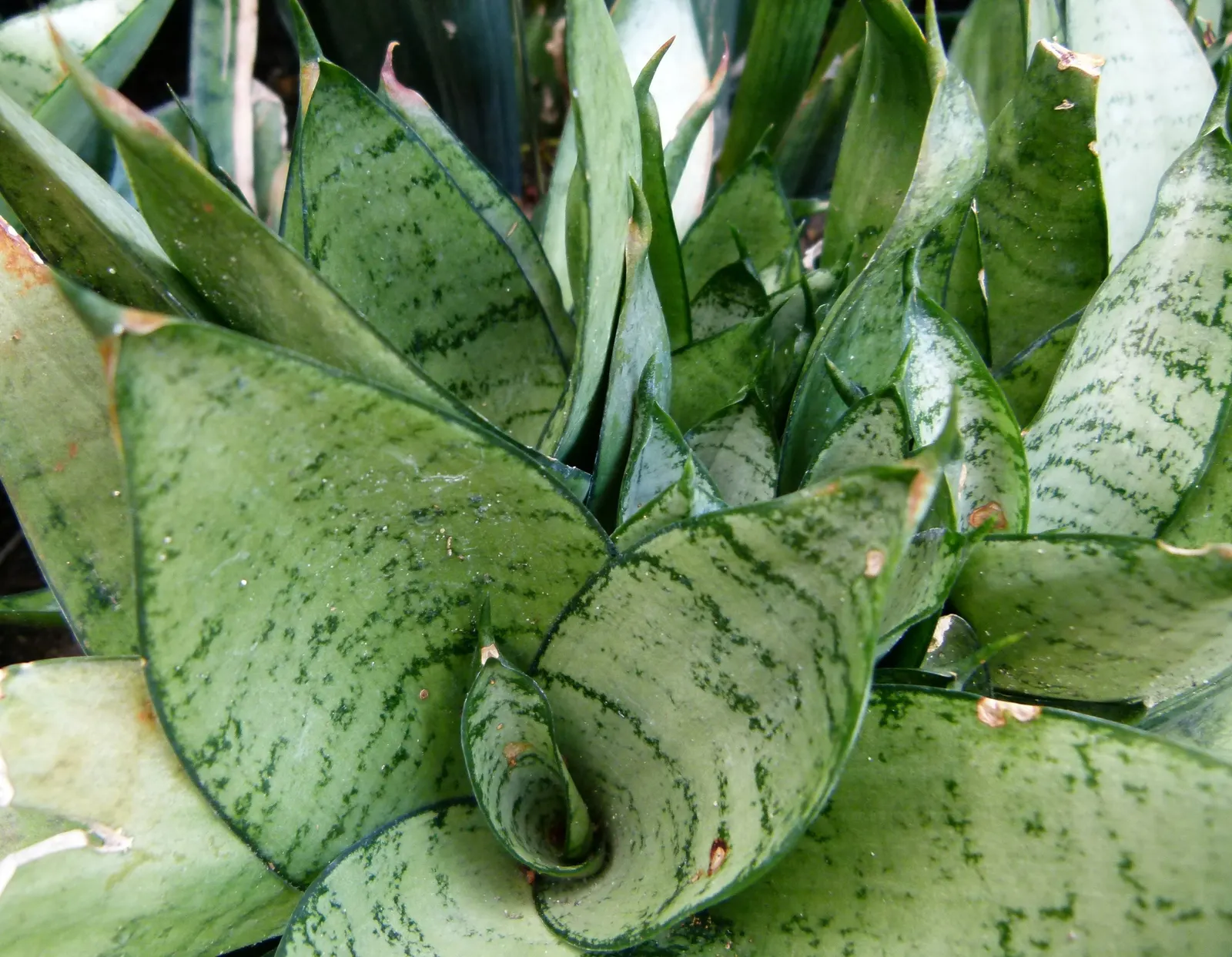 Variegated Snake Plant (Sansevieria Trifasciata) — Typically reaching 2-3 feet in height; sword-like leaves with vibrant yellow edges
