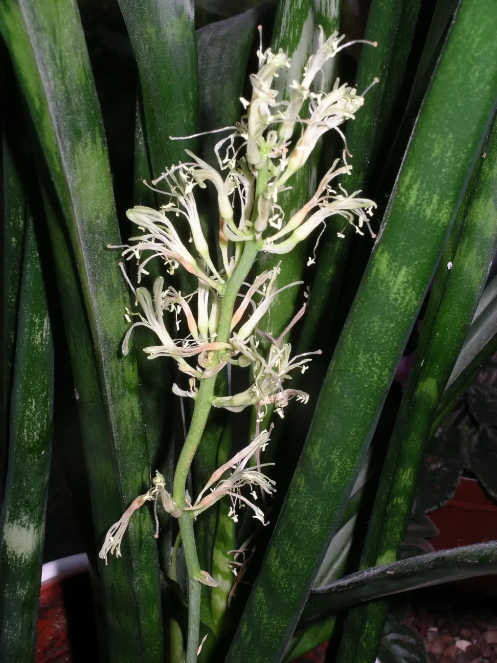 Variegated Snake Plant (Sansevieria Trifasciata) — making it versatile for different areas of the garden
