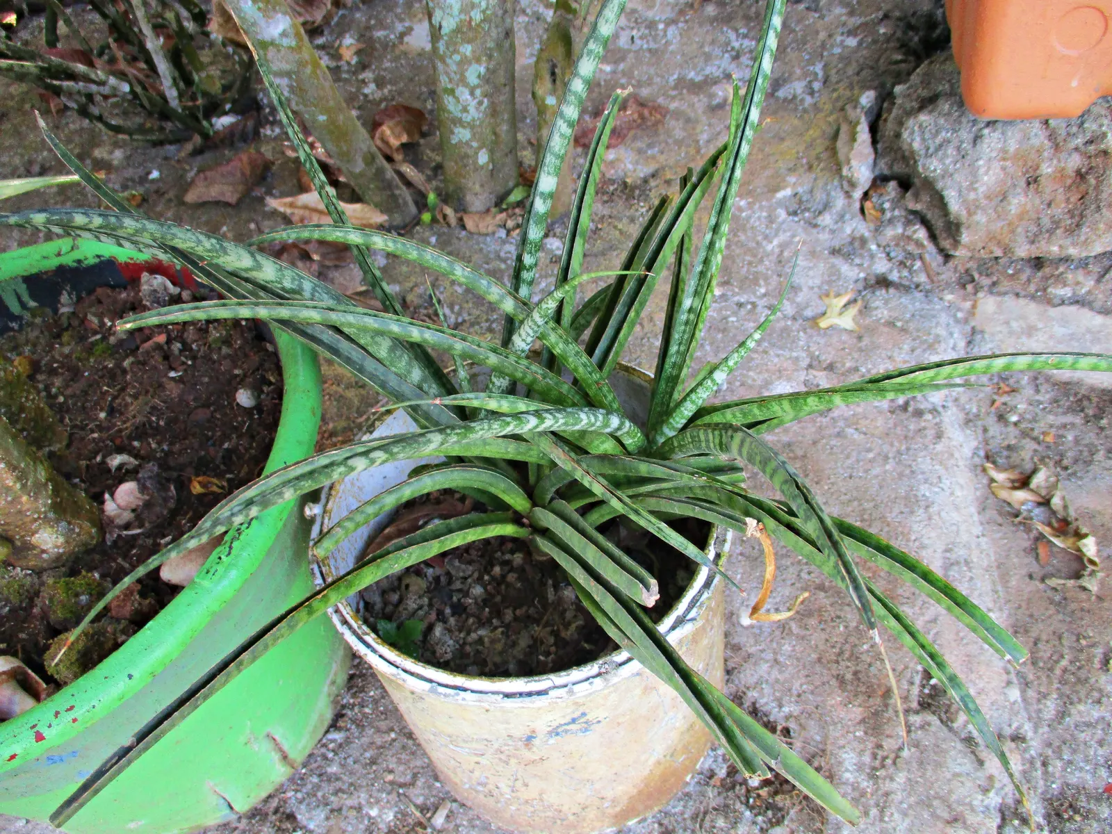Variegated Snake Plant (Sansevieria Trifasciata) — A member of the Asparagaceae family; perennial / succulent for full or half or shade, image 99