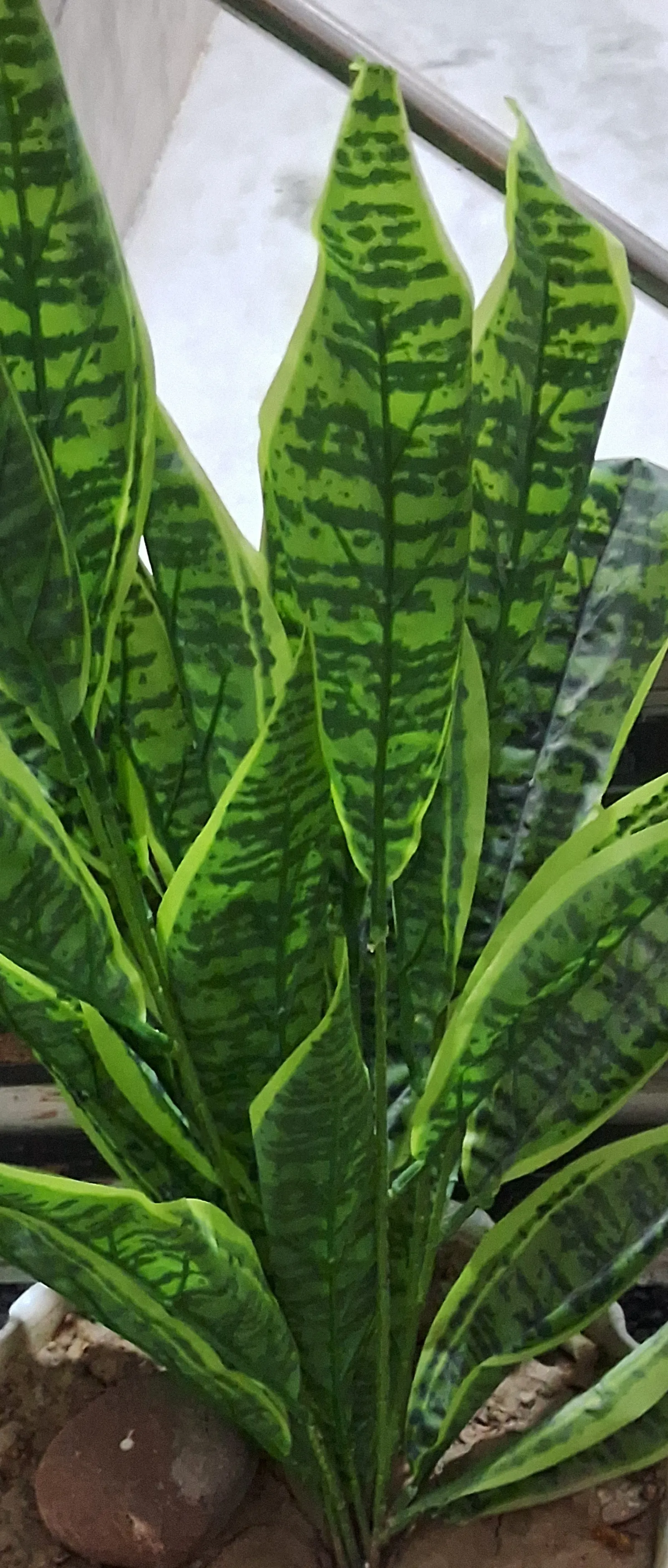 Variegated Snake Plant (Sansevieria Trifasciata) — thus perfect for a client seeking a low-maintenance option.<br><br>Additionally; it thrives in, image 108
