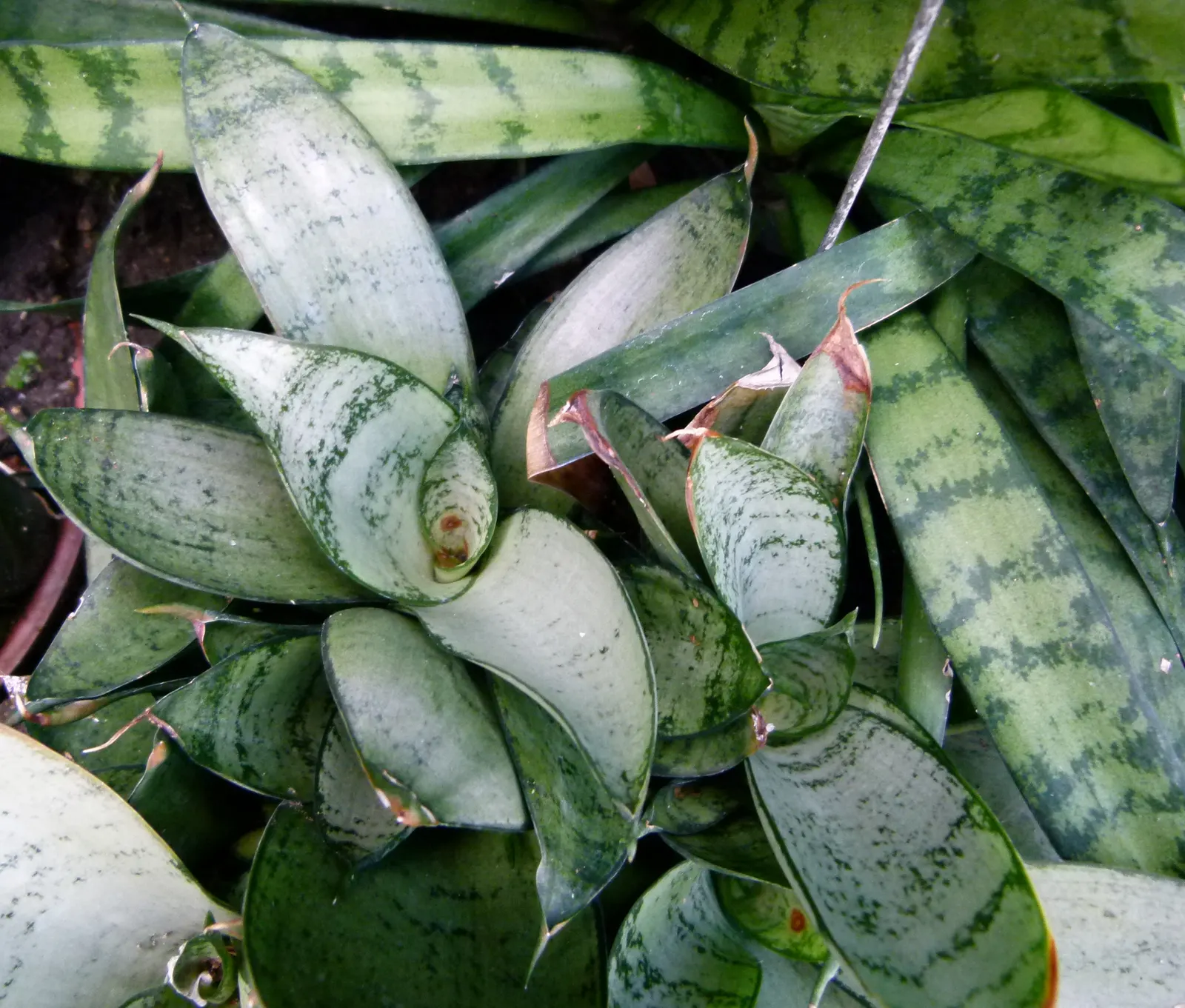 Variegated Snake Plant (Sansevieria Trifasciata) — sword-like leaves which can reach a height of roughly 2 to 3 feet and a width of 2 to 4 inches; making it