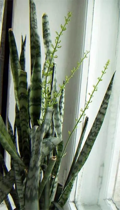 Variegated Snake Plant (Sansevieria Trifasciata) — it contributes to air purification; it is characterized by its upright
