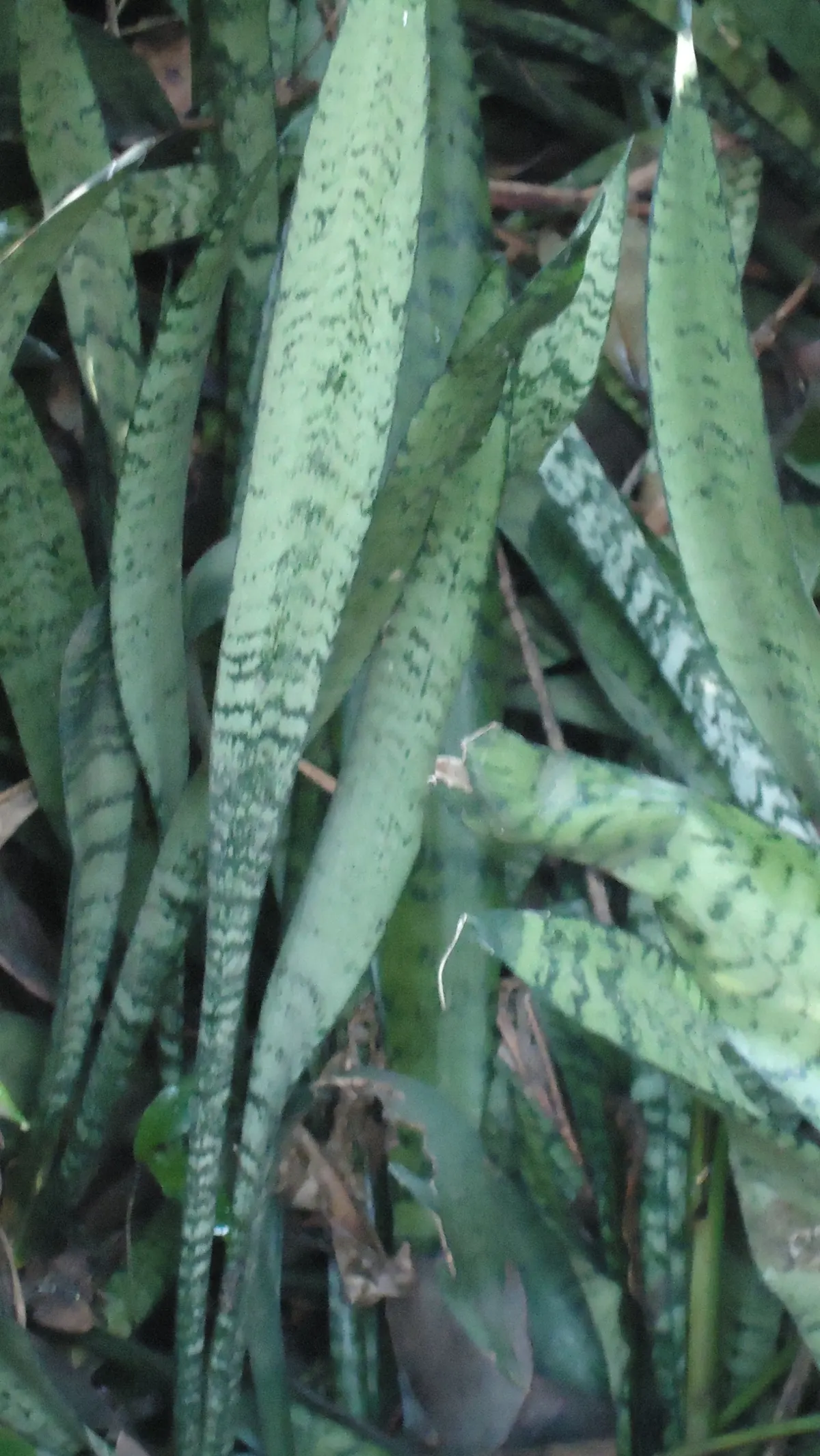 Variegated Snake Plant (Sansevieria Trifasciata) — Sansevieria trifasciata 'Laurentii' becomes not just an element of the landscape but a compelling focal