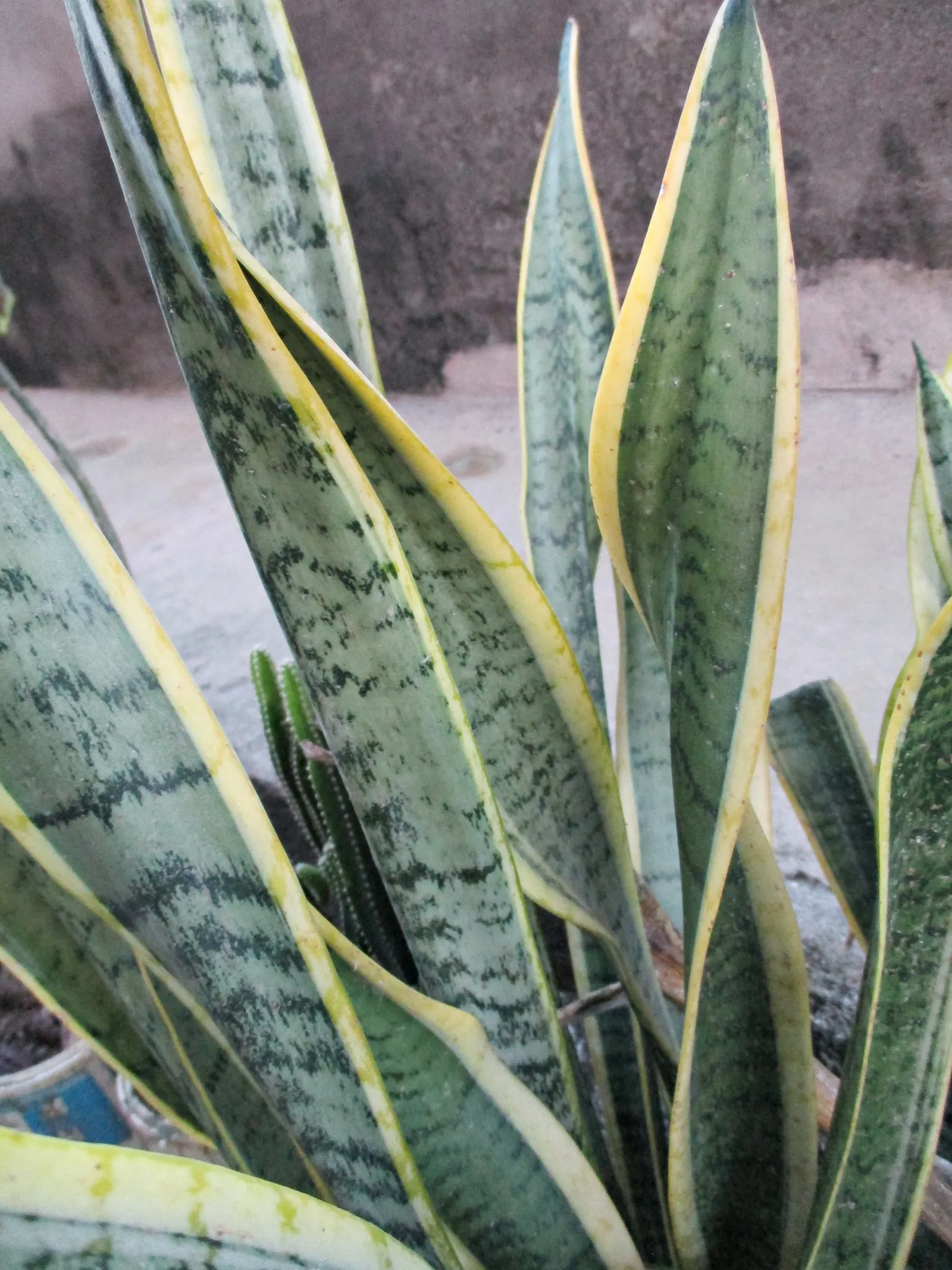 Variegated Snake Plant (Sansevieria Trifasciata) — by filtering out toxins such as formaldehyde and benzene; thriving even when neglected, image 80