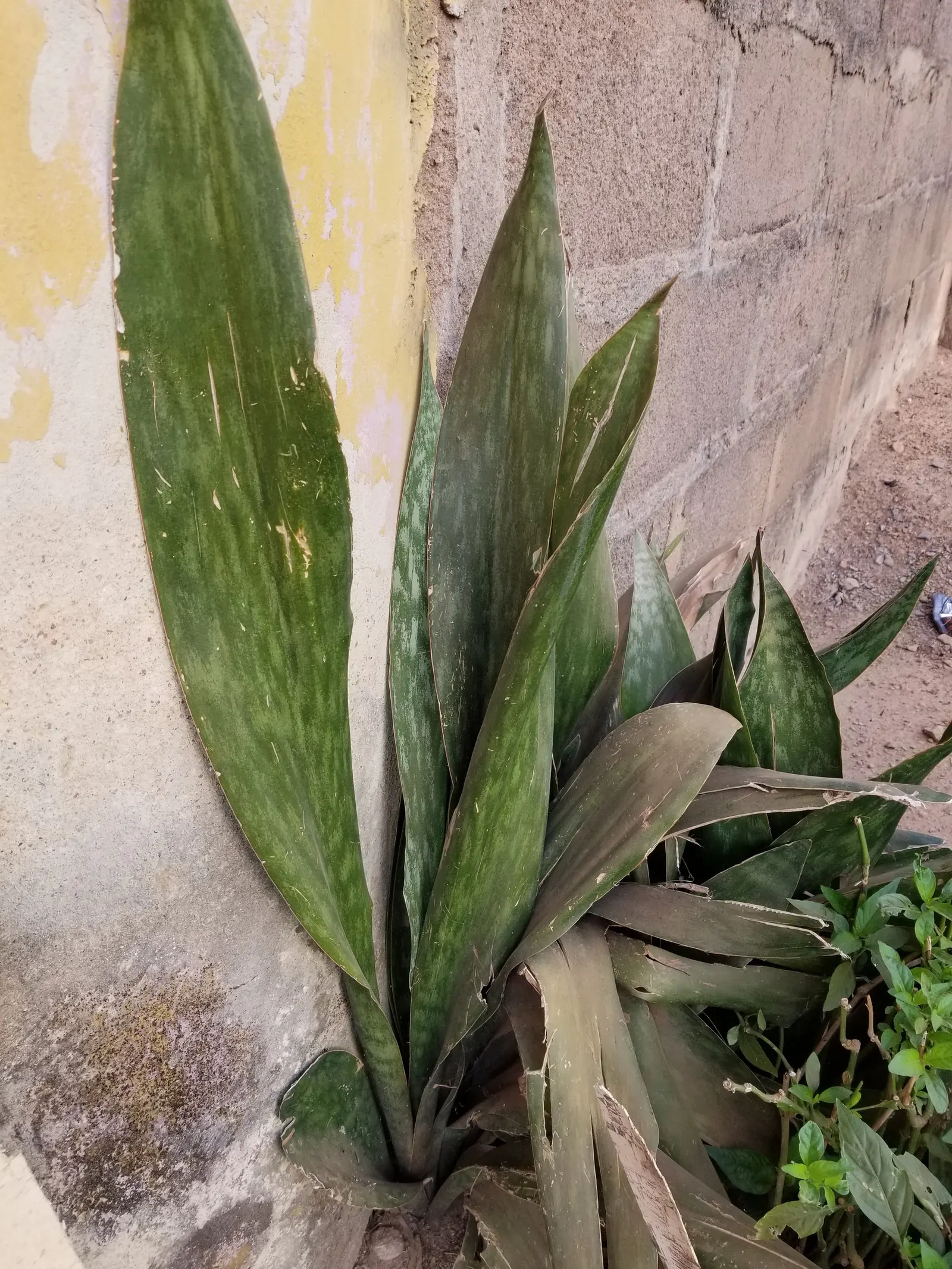 Variegated Snake Plant (Sansevieria Trifasciata) — botanically termed as Sansevieria trifasciata 'Laurentii'