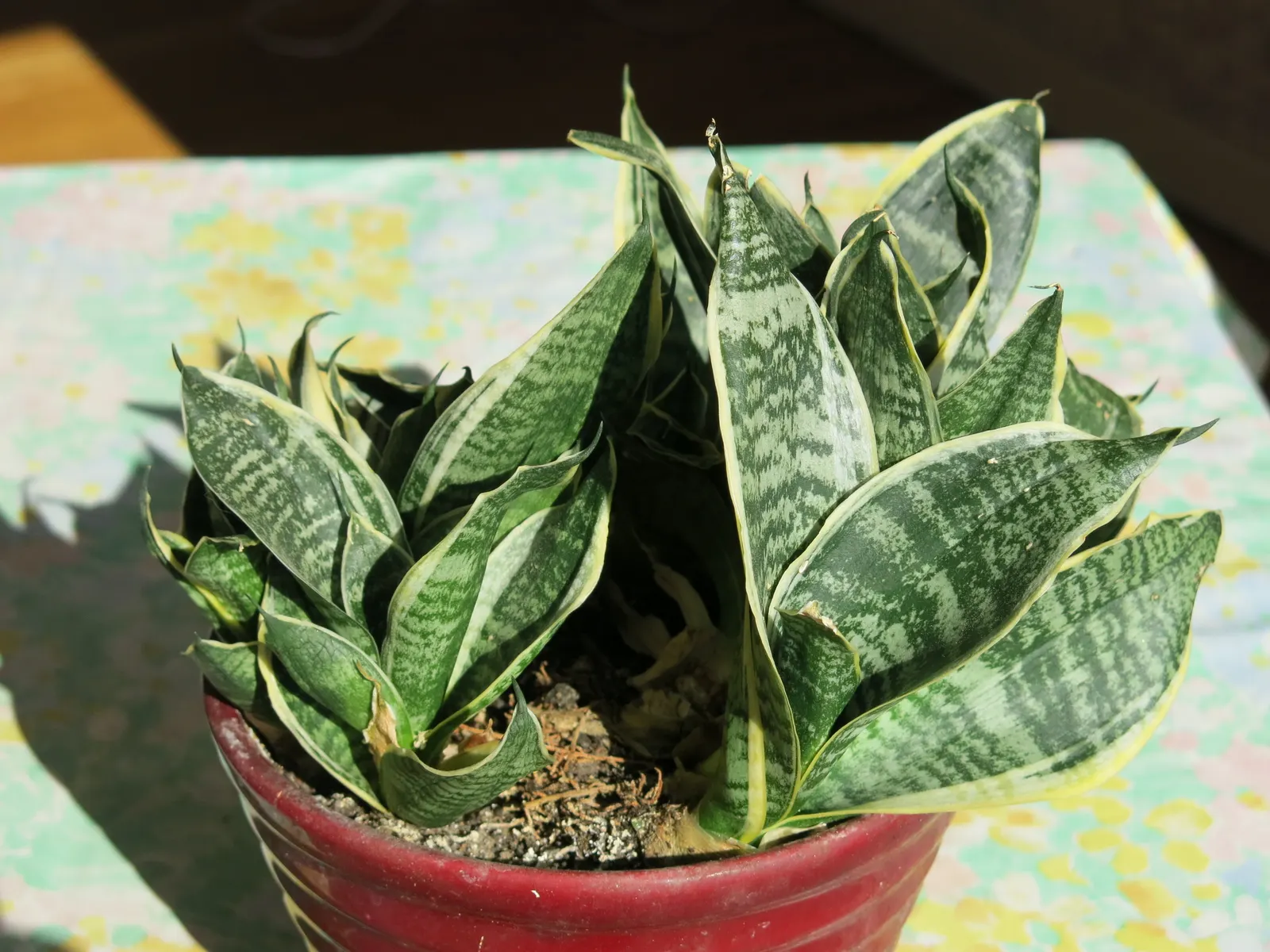 Variegated Snake Plant (Sansevieria Trifasciata) — When crafting a landscape design