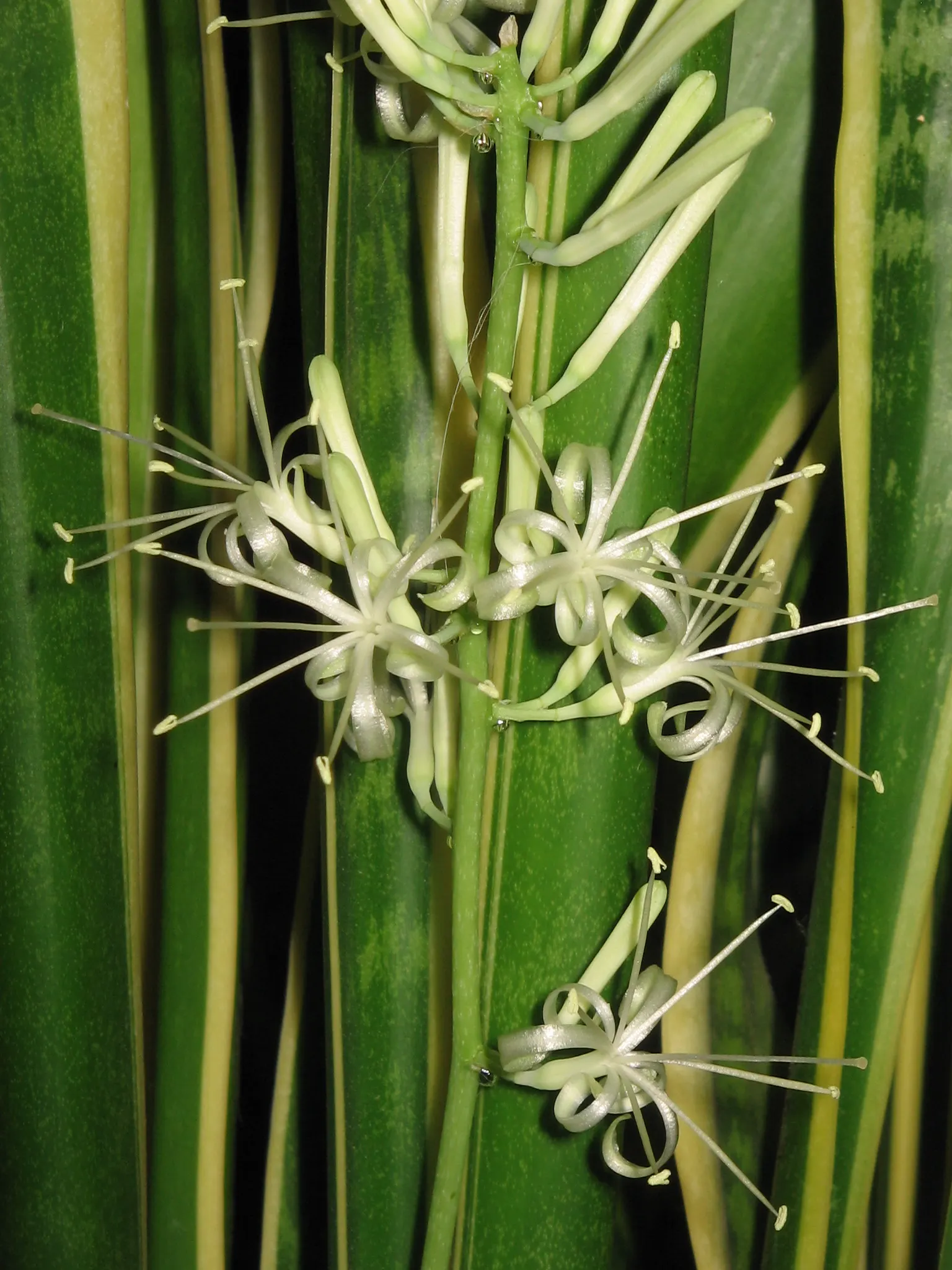 Variegated Snake Plant (Sansevieria Trifasciata) — fulfilling a dual role as both an interior and exterior plant