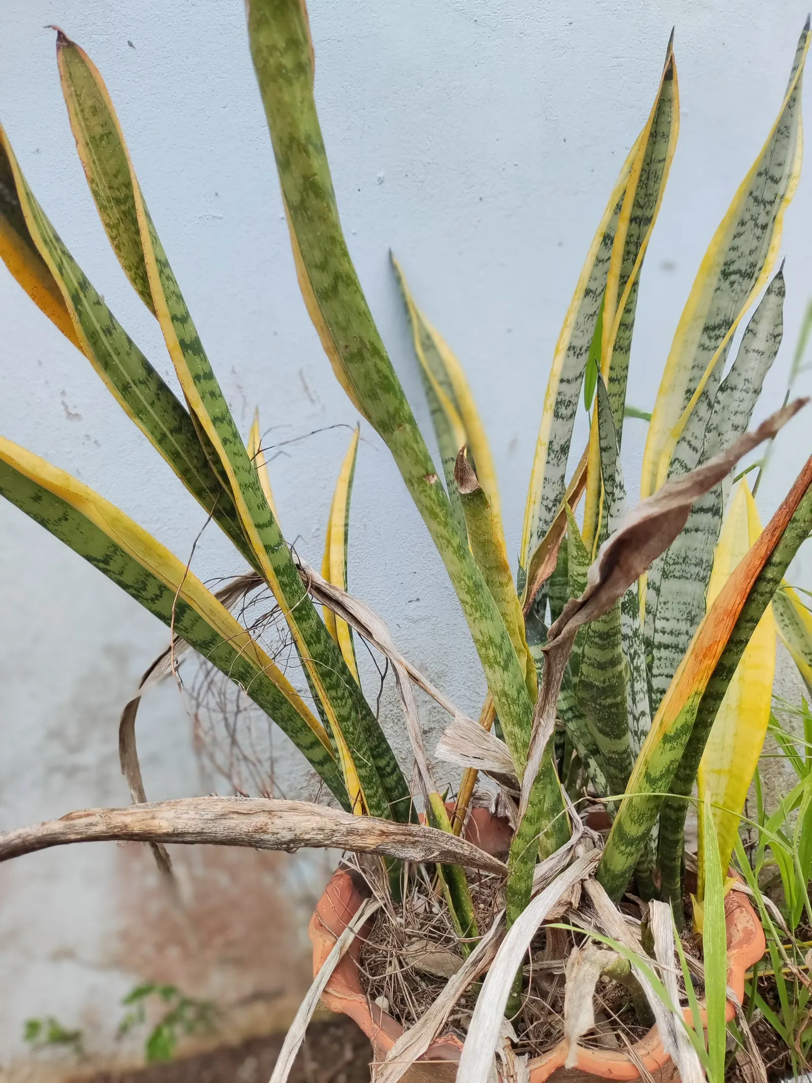 Variegated Snake Plant (Sansevieria Trifasciata) — With its robust nature and striking variegation; the Variegated Snake Plant tolerates a range of, image 88