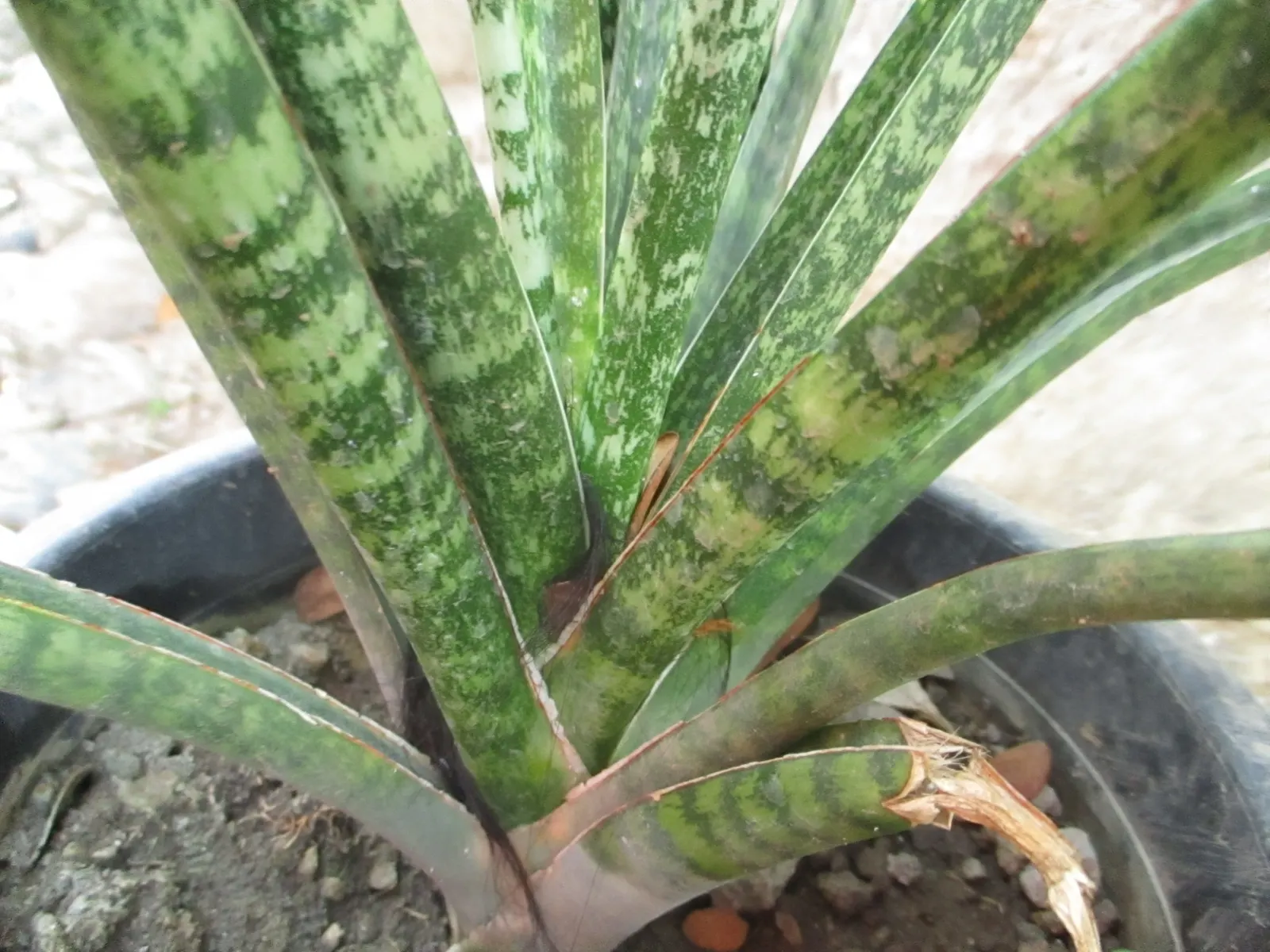 Variegated Snake Plant (Sansevieria Trifasciata) — Ideally planted in well-draining soil; the foliage brandishes a pattern of dark green centers, image 105