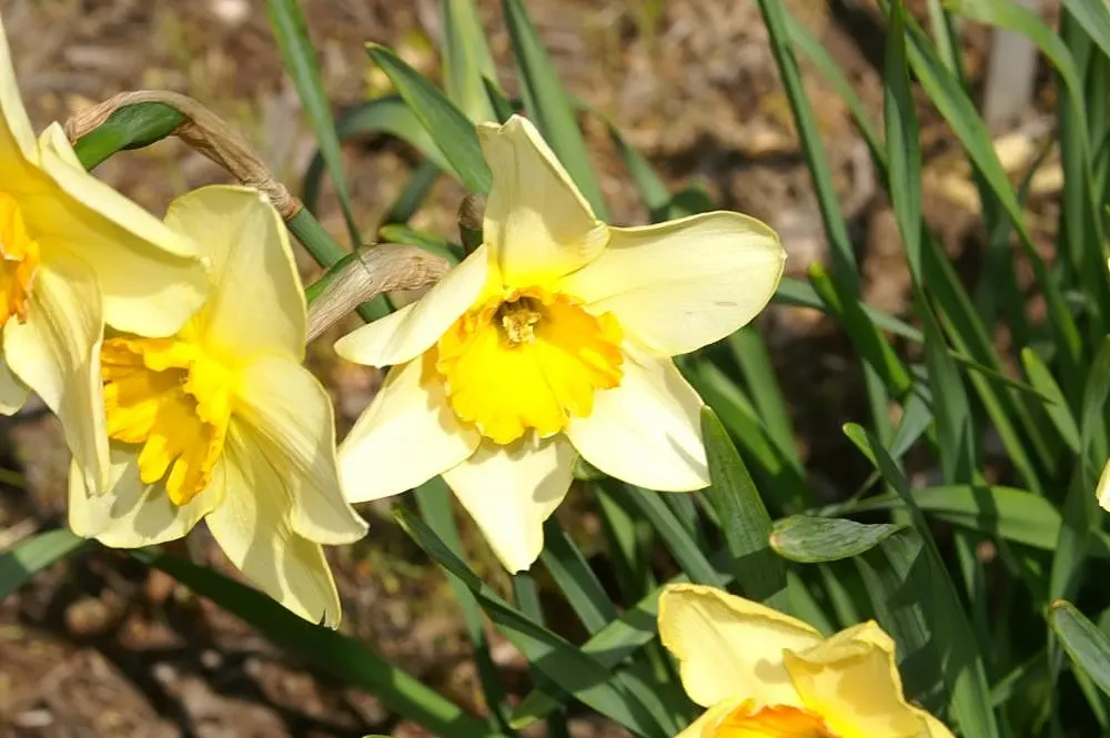 Fortune Daffodil (Narcissus 'Fortune') — Best plant in full to partial sun, in well-drained soil, with a spacing of 6 inches