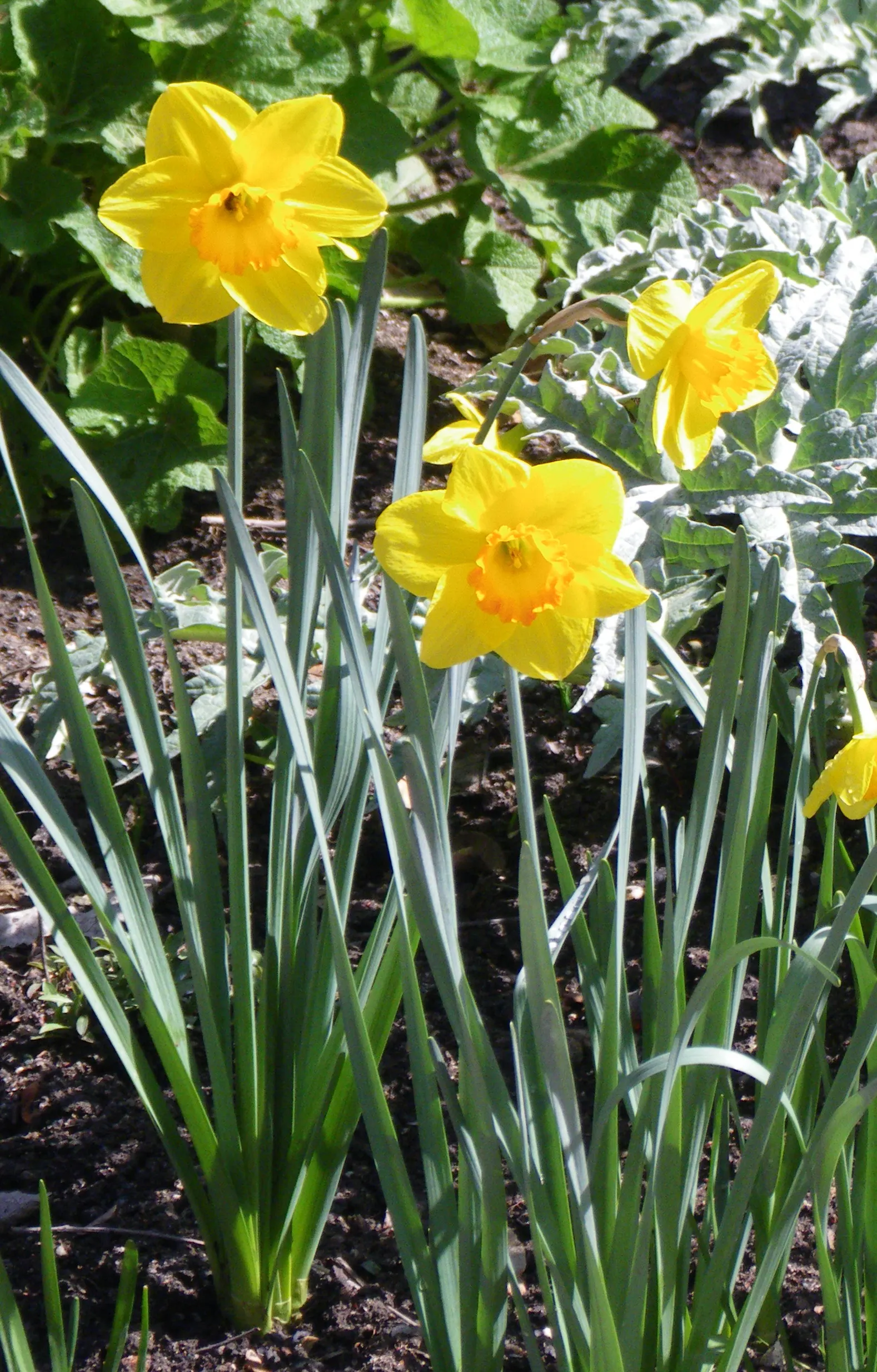 Fortune Daffodil (Narcissus 'Fortune') — golden-yellow petals with a deep orange cup