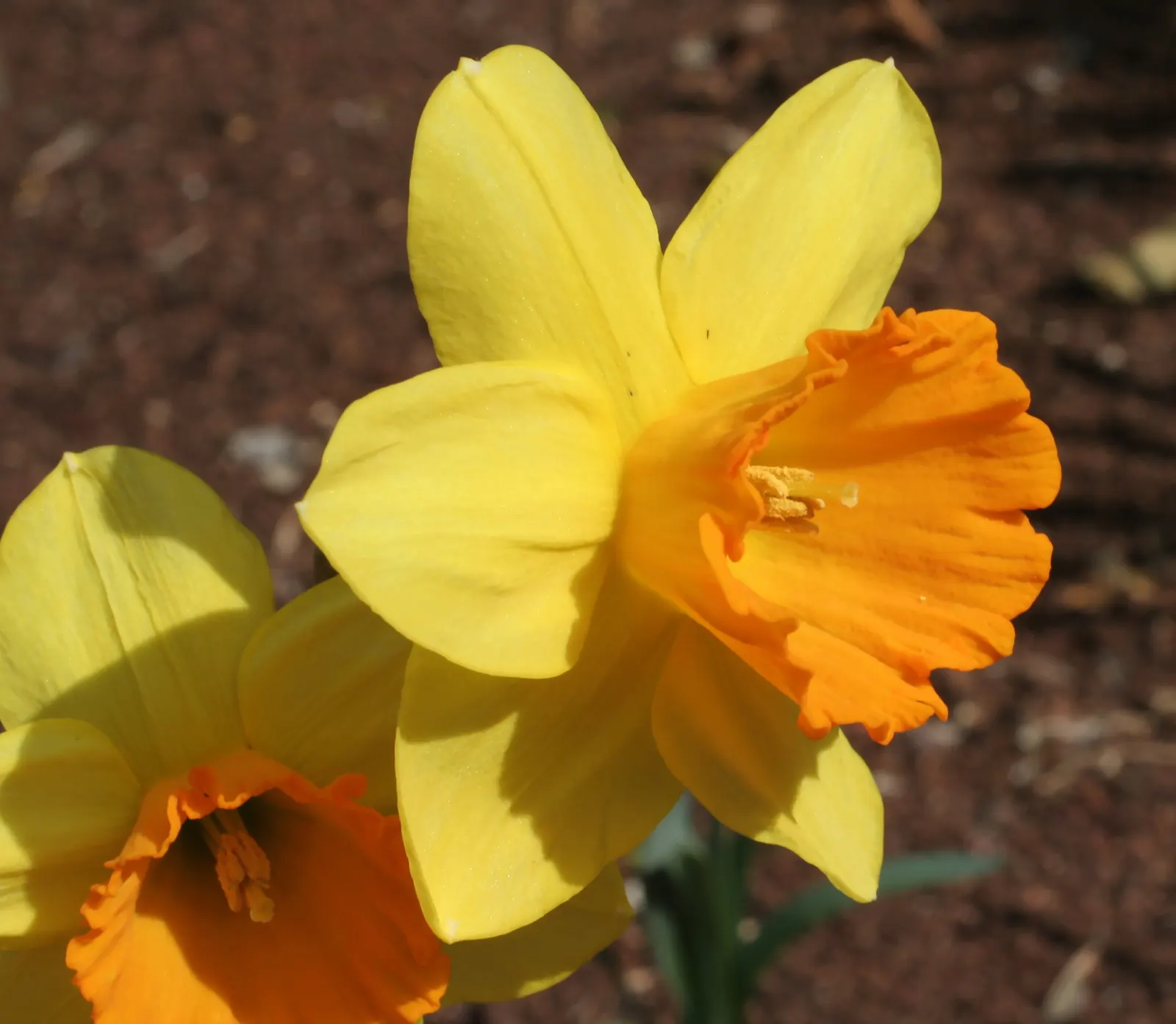Fortune Daffodil (Narcissus 'Fortune') — Its robust fragrance and eye-catching blooms enliven gardens and attract pollinators