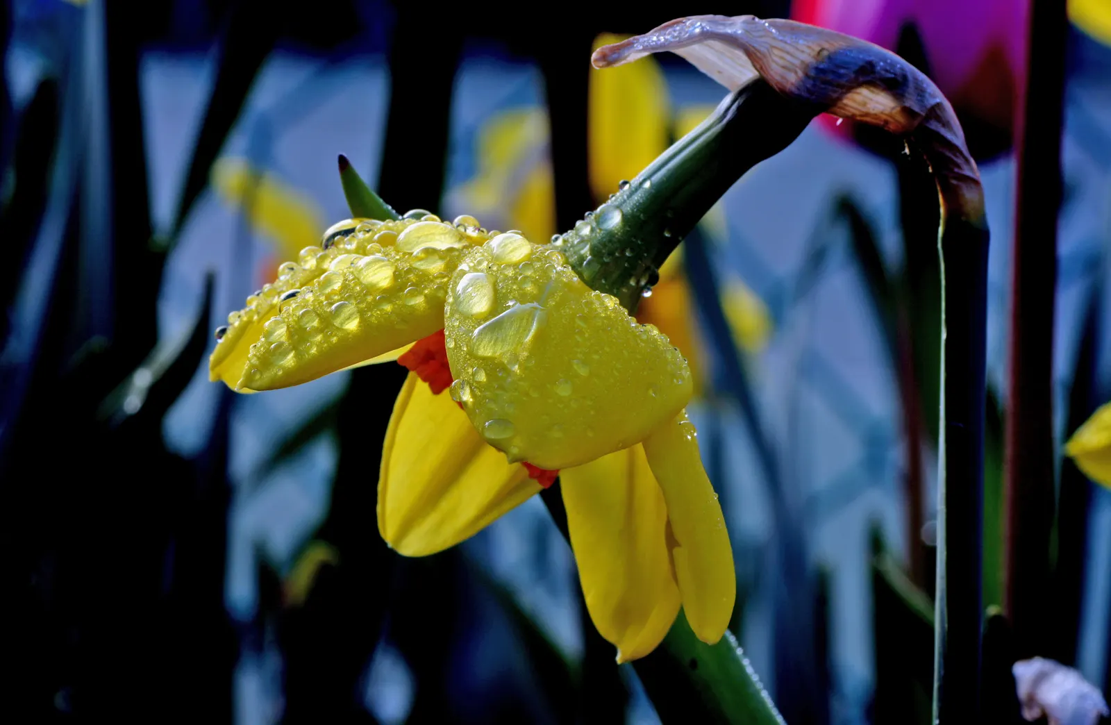 Fortune Daffodil (Narcissus 'Fortune') — This hardy perennial reaches heights of up to 16-18 inches, making it ideal for borders and cuttings