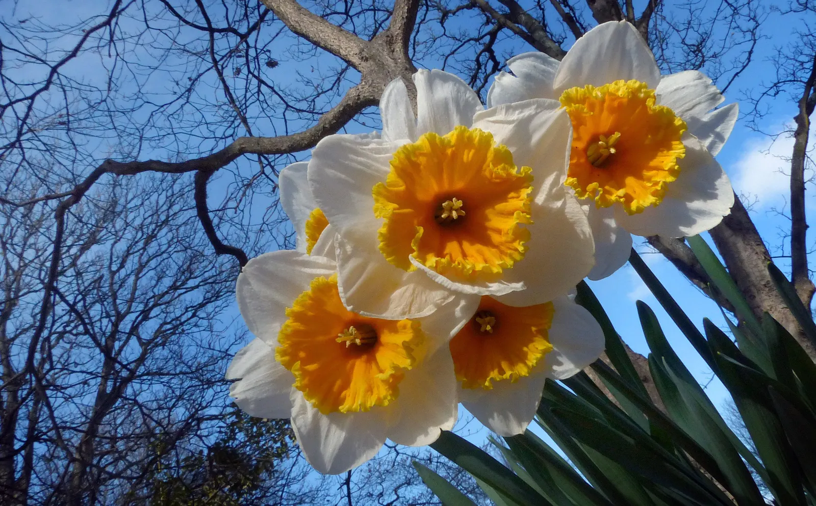 Fortune Daffodil (Narcissus 'Fortune') — creating a stunning display in early to mid-spring