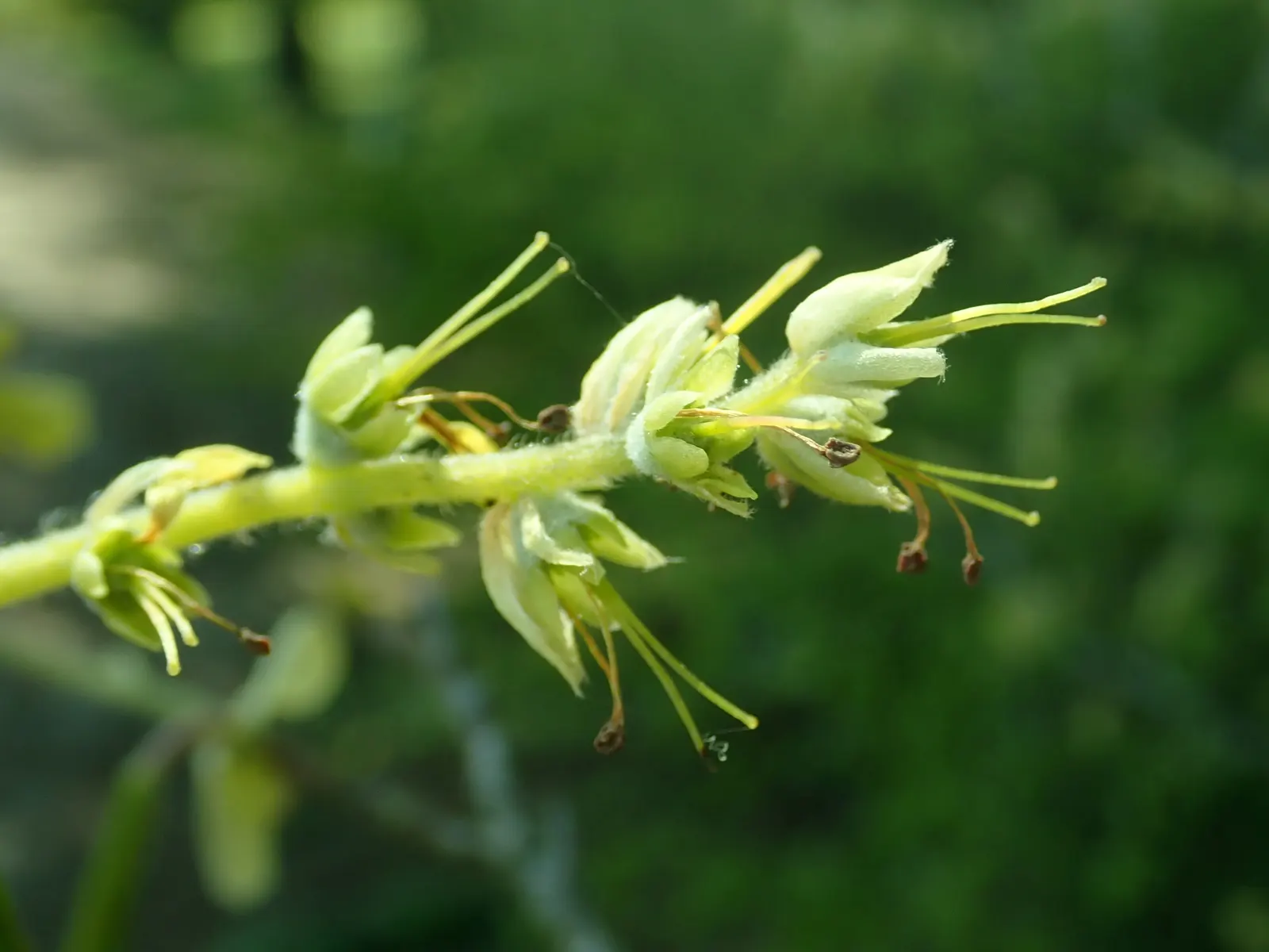 Fragrant Winterhazel (Corylopsis Glabrescens) — with each individual flower about 0.4 inches in diameter.<br><br>The ovate leaves