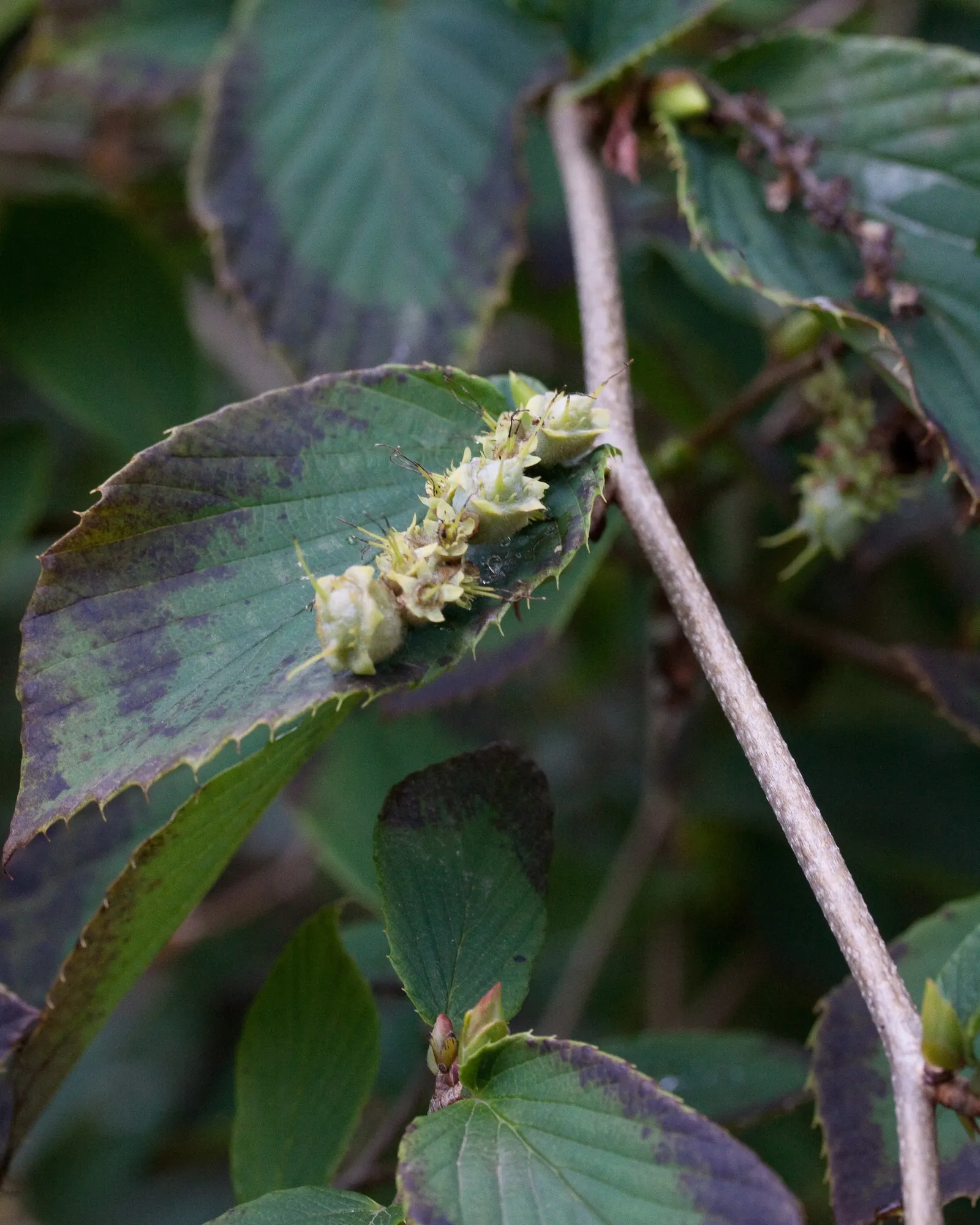 Fragrant Winterhazel (Corylopsis Glabrescens) — <br><br>When designing a landscape