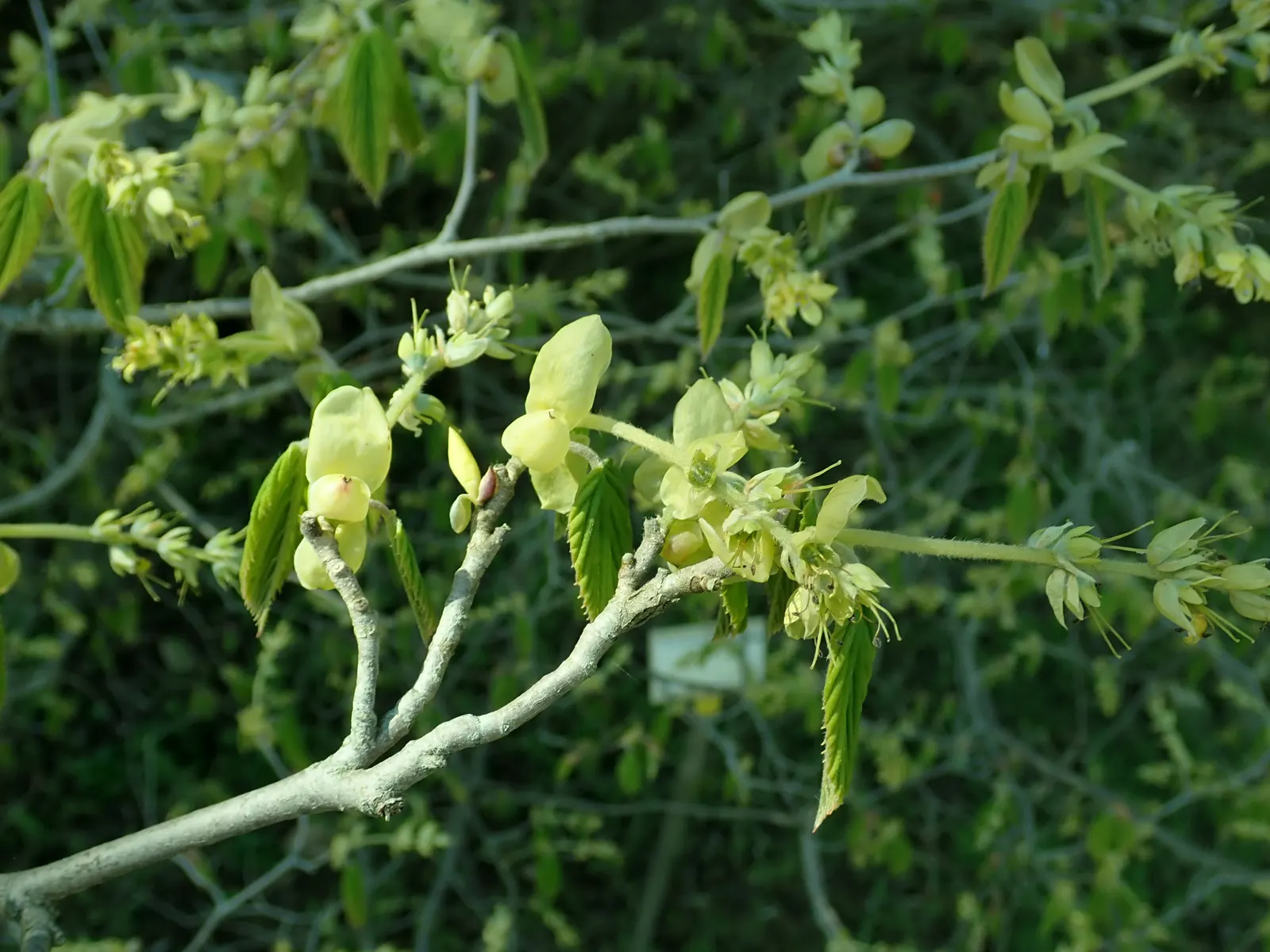Fragrant Winterhazel (Corylopsis Glabrescens) — is a deciduous shrub hailed for its early spring display and subtle