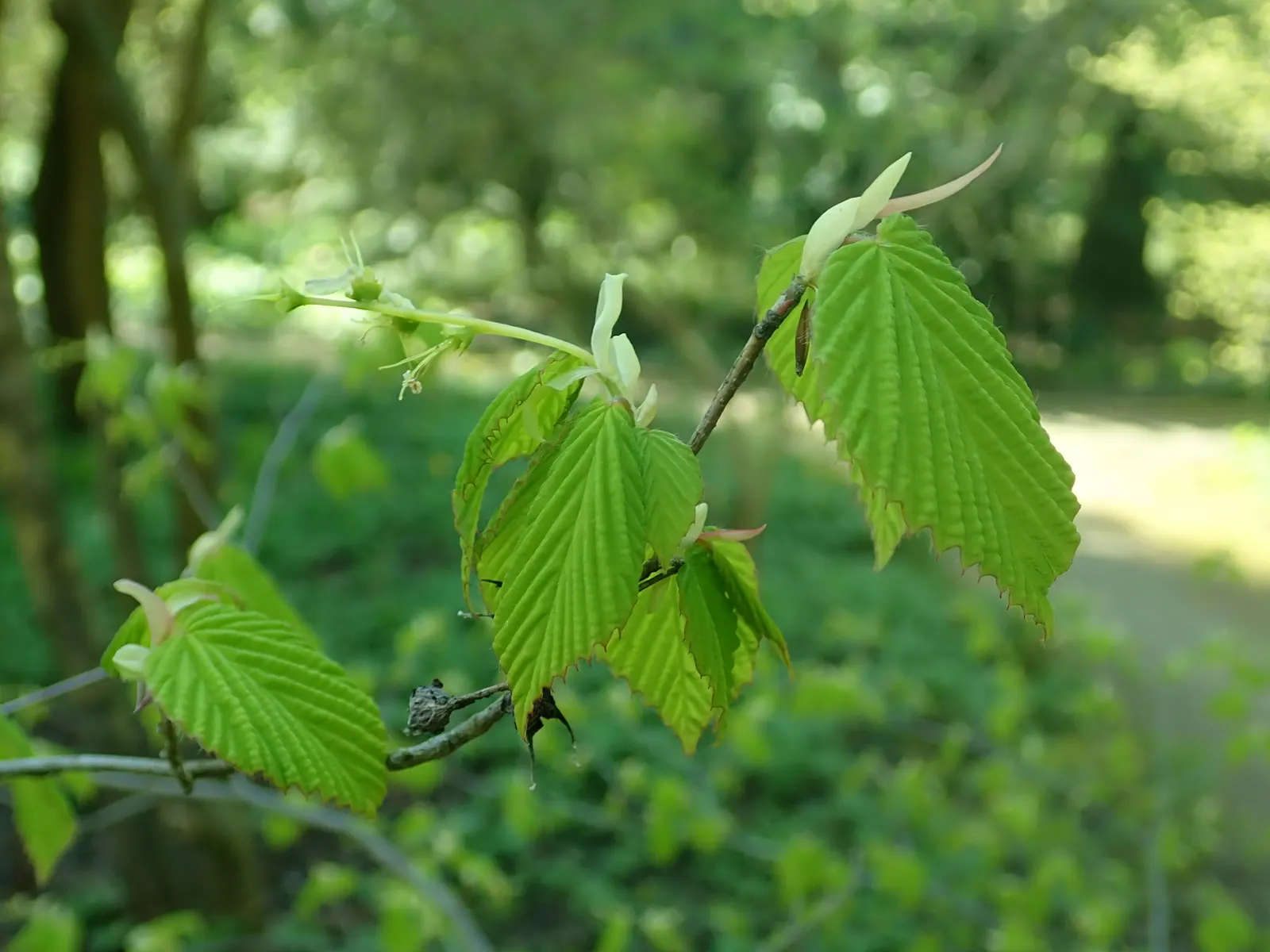 Fragrant Winterhazel (Corylopsis Glabrescens) — Each raceme measures approximately 1.5 to 2.5 inches in length