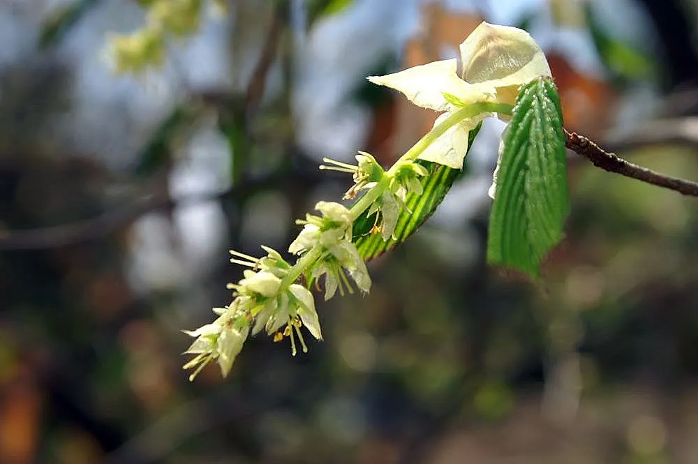 Fragrant Winterhazel (Corylopsis Glabrescens) — Standing at 6-10 feet tall and equally wide