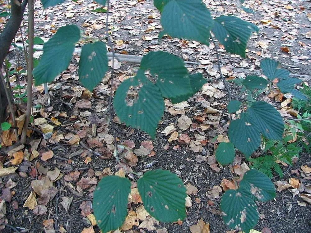 Fragrant Winterhazel (Corylopsis Glabrescens) — turning to shades of yellow and gold in the fall