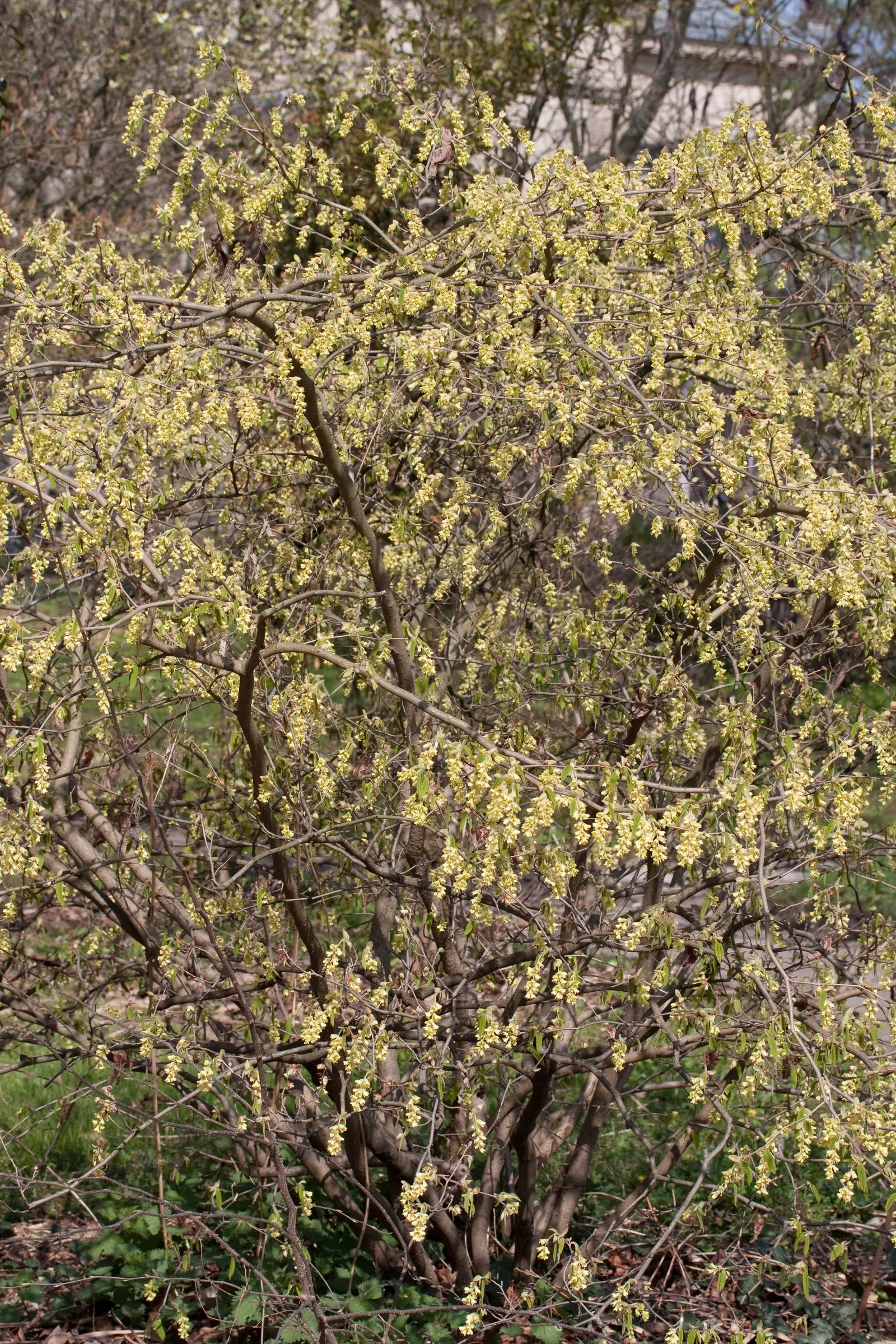 Fragrant Winterhazel (Corylopsis Glabrescens) — which emerge shortly after the flowers