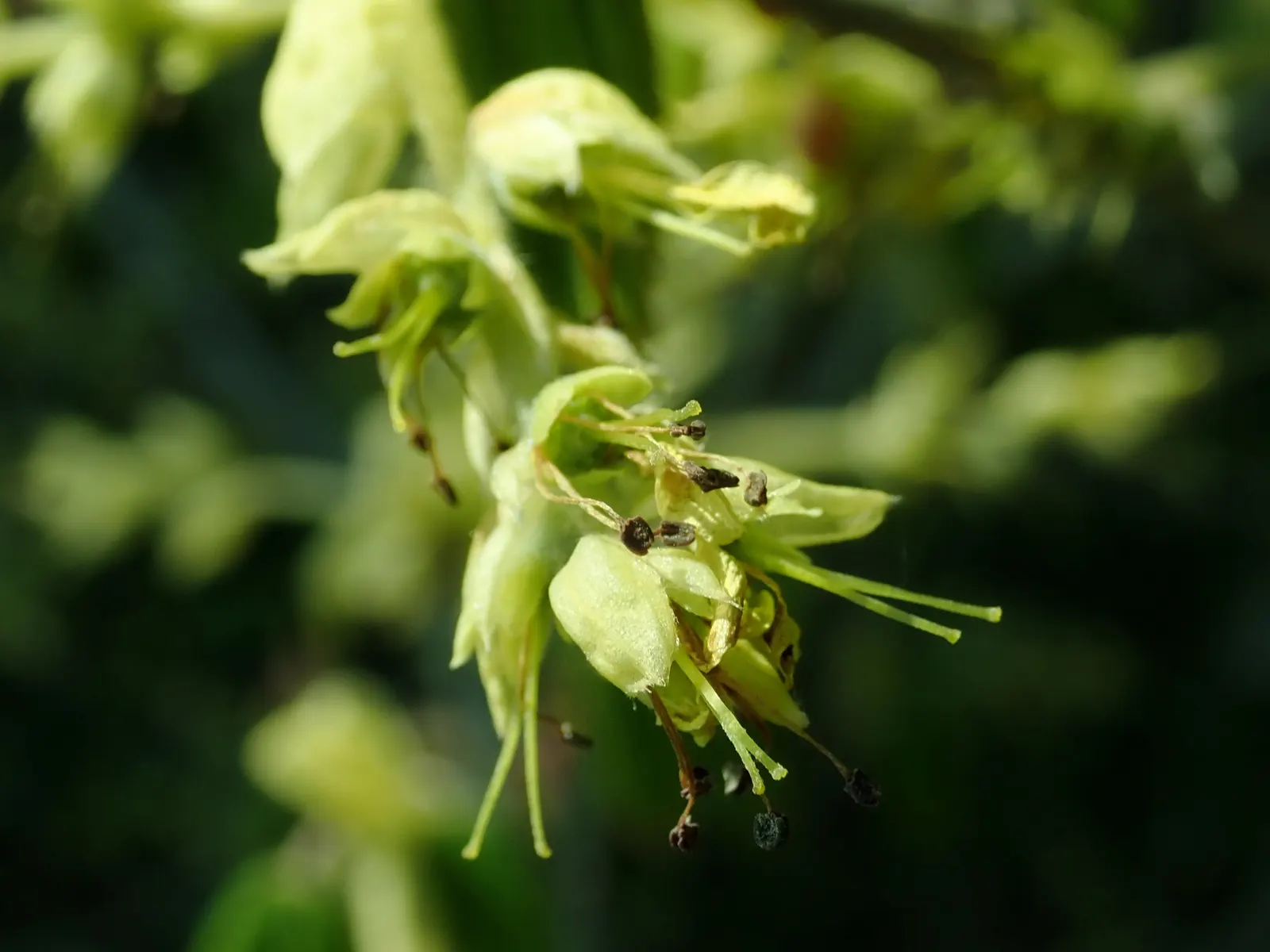 Fragrant Winterhazel (Corylopsis Glabrescens) — acidic to neutral soils for optimal growth