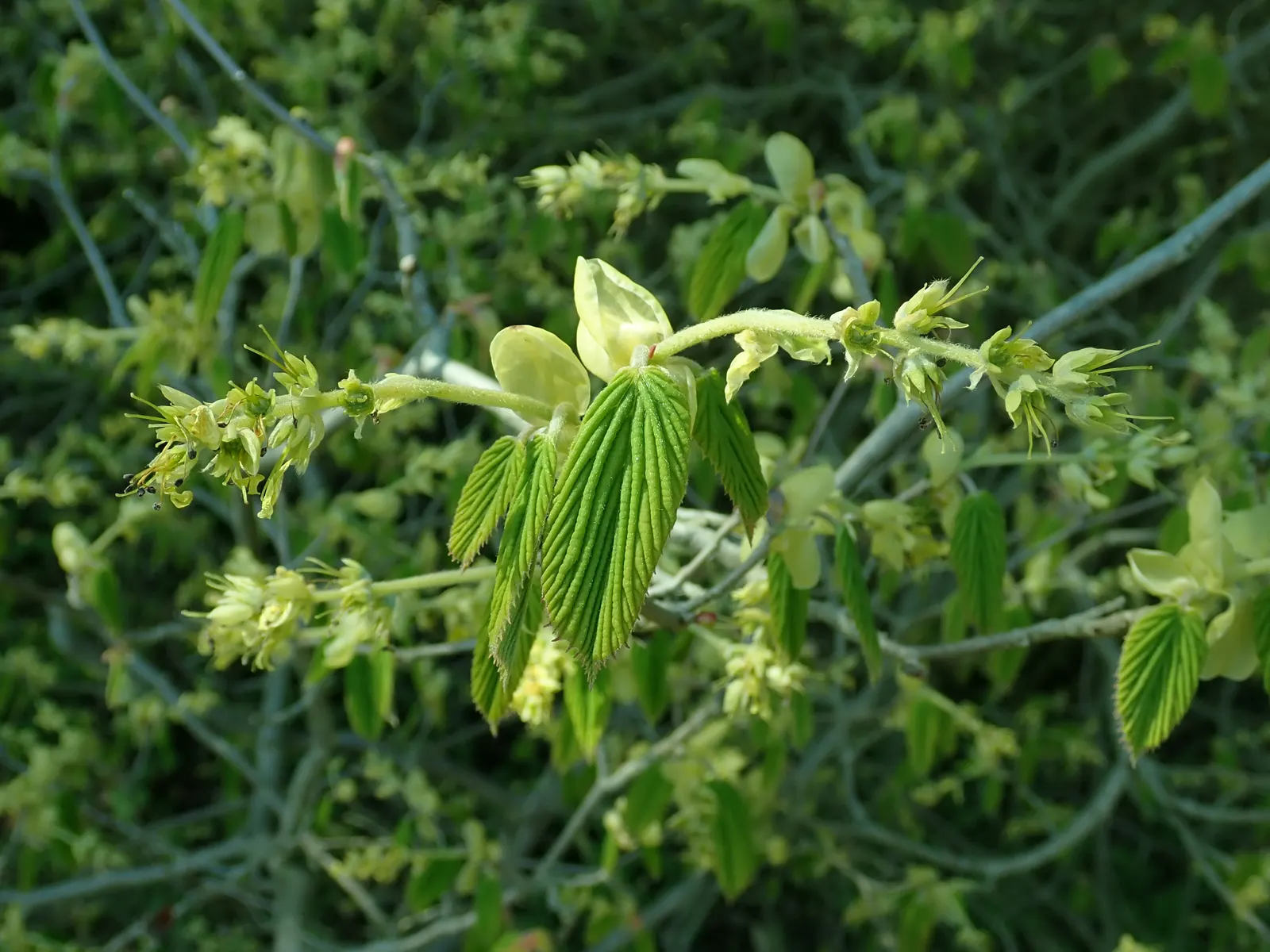 Fragrant Winterhazel (Corylopsis Glabrescens) — Fragrant Winterhazel (Corylopsis glabrescens) is a captivating shrub with gracefully arching branches